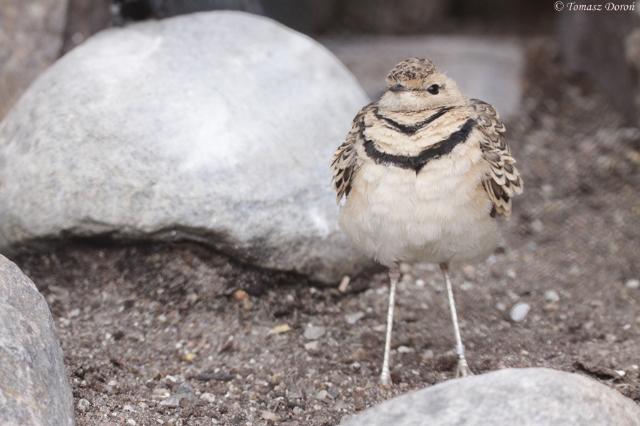 Double-banded Courser (Smutsornis africanus)