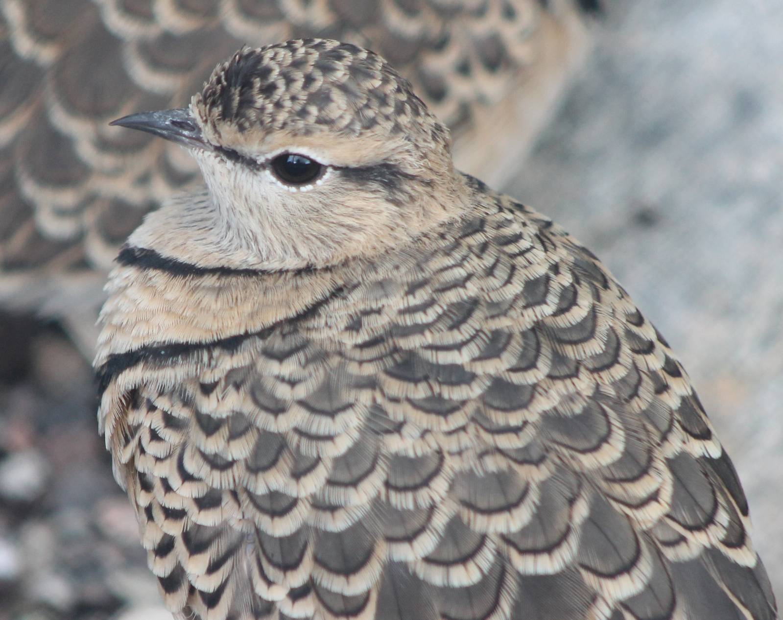 Double-banded courser