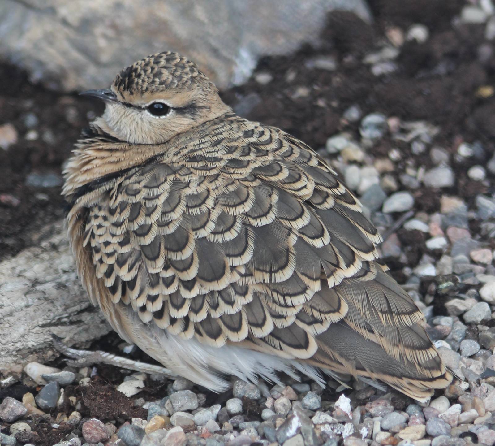 Double-banded courser