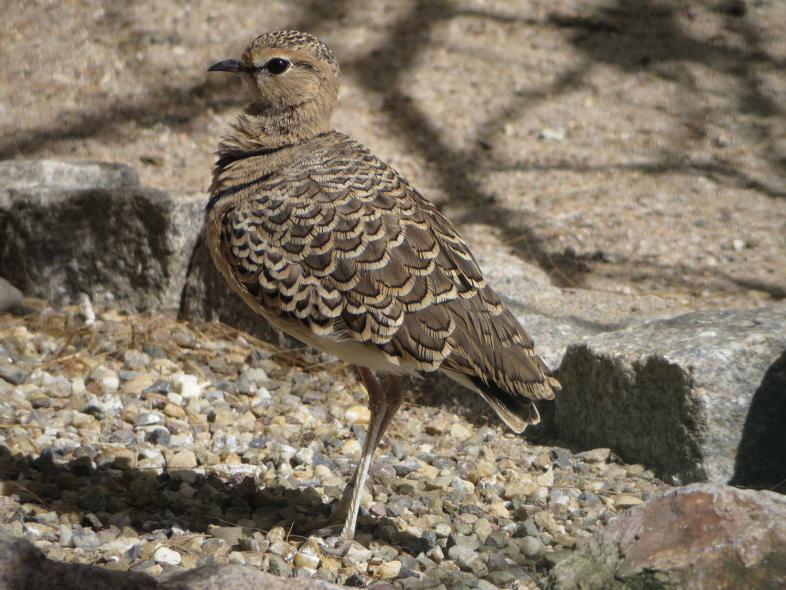 Double-banded courser