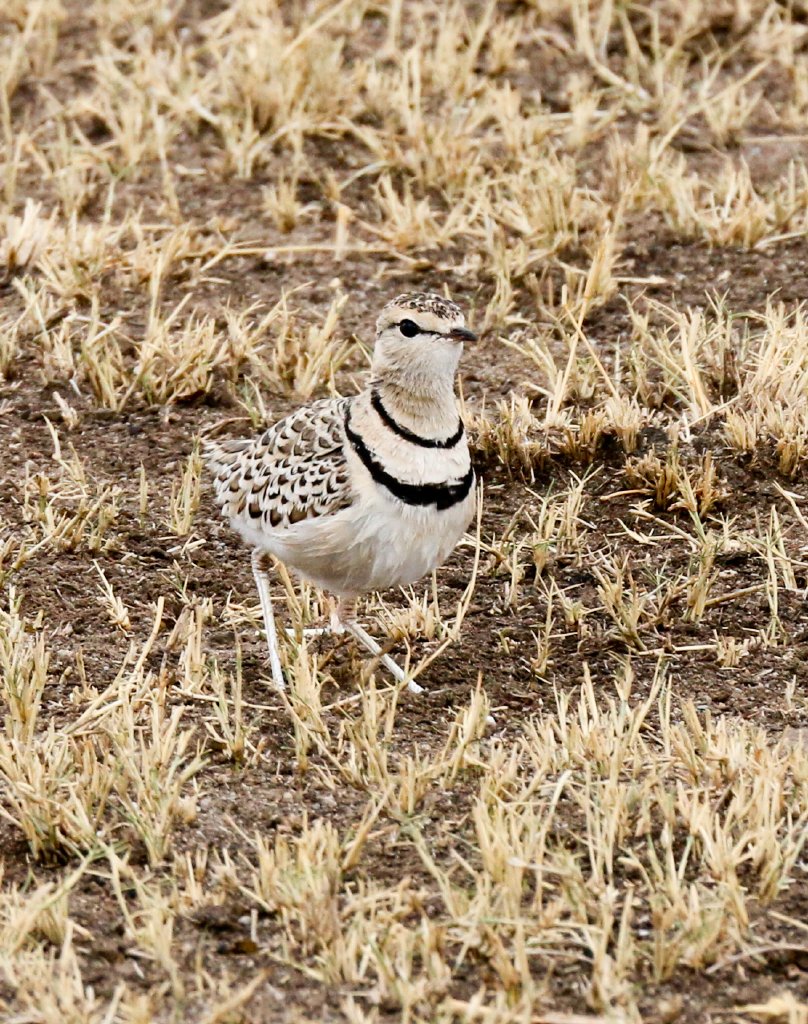 Double-banded Courser
