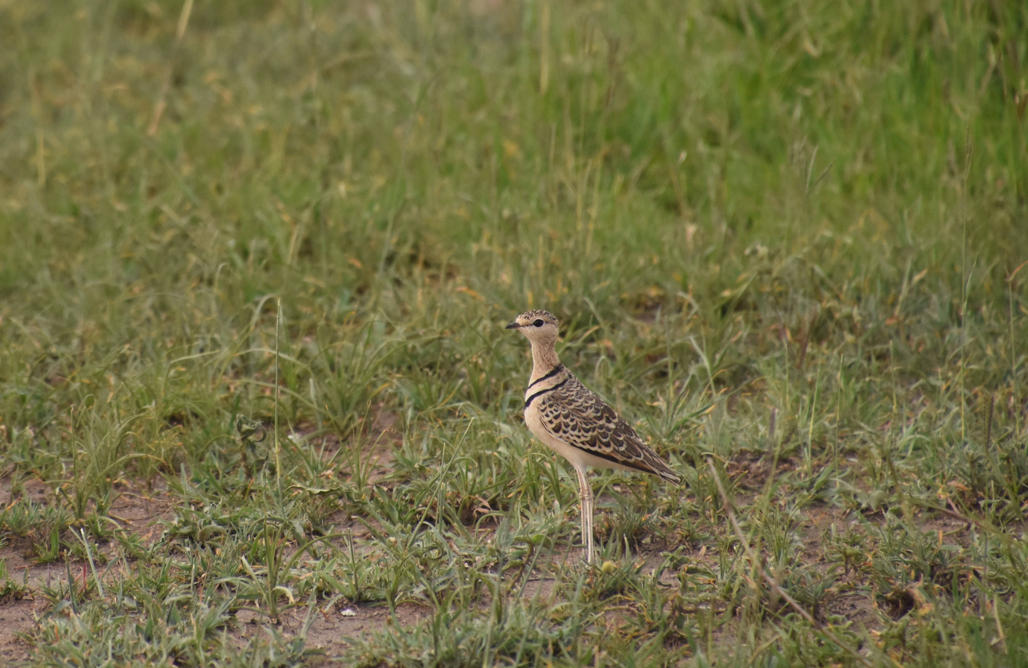 Double-banded courser