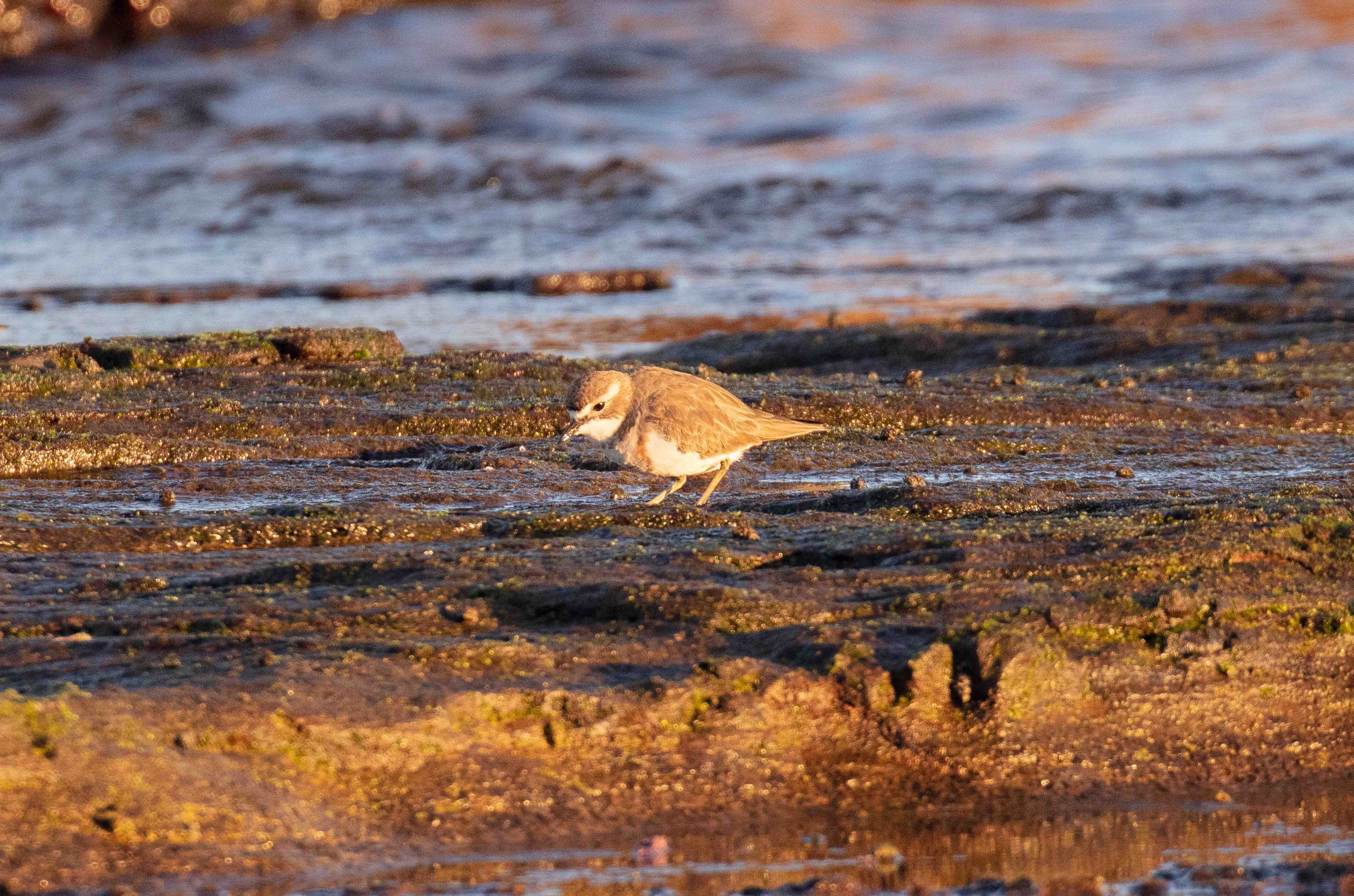 Double-banded Plover