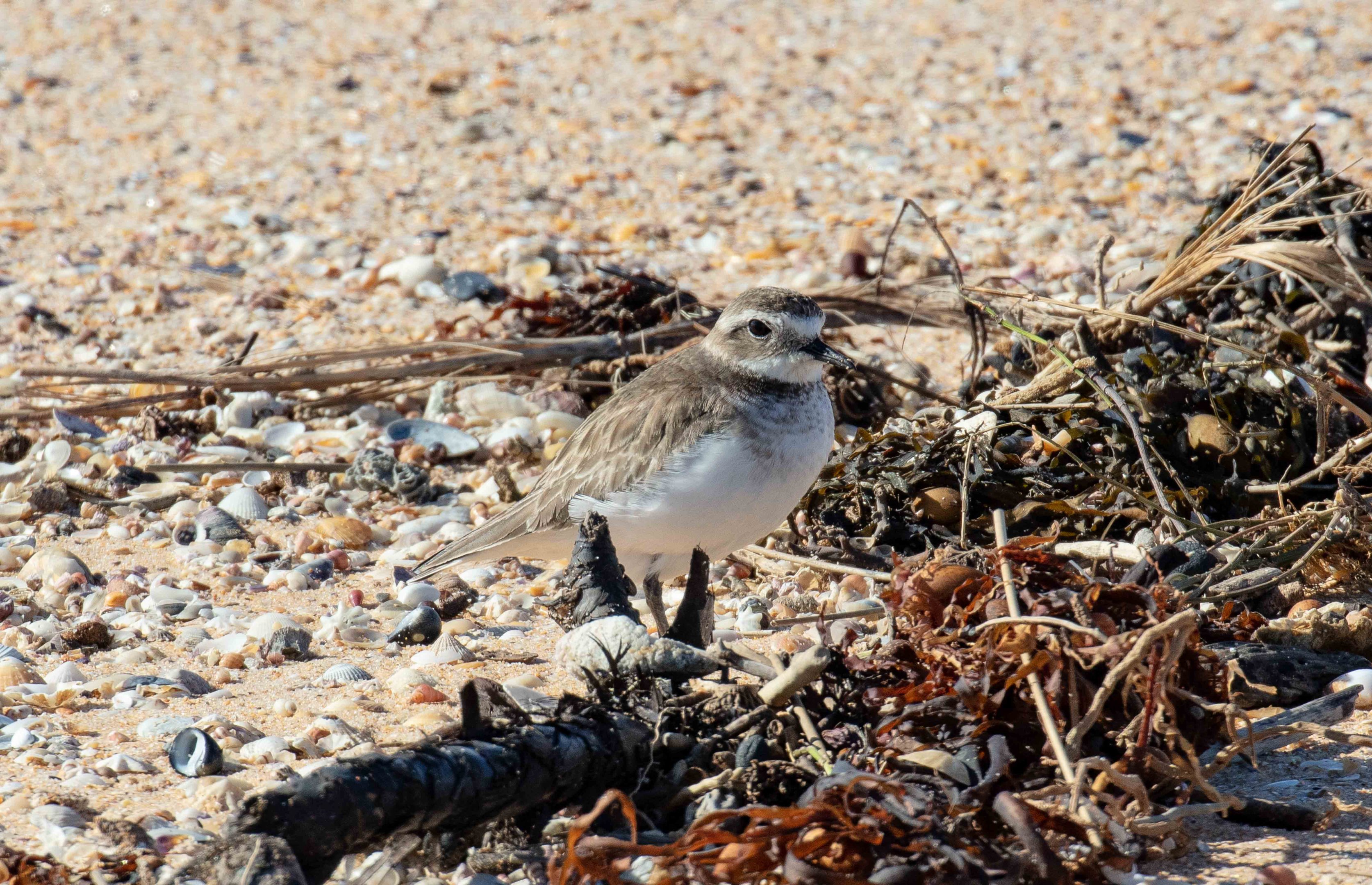 Double-banded Plover