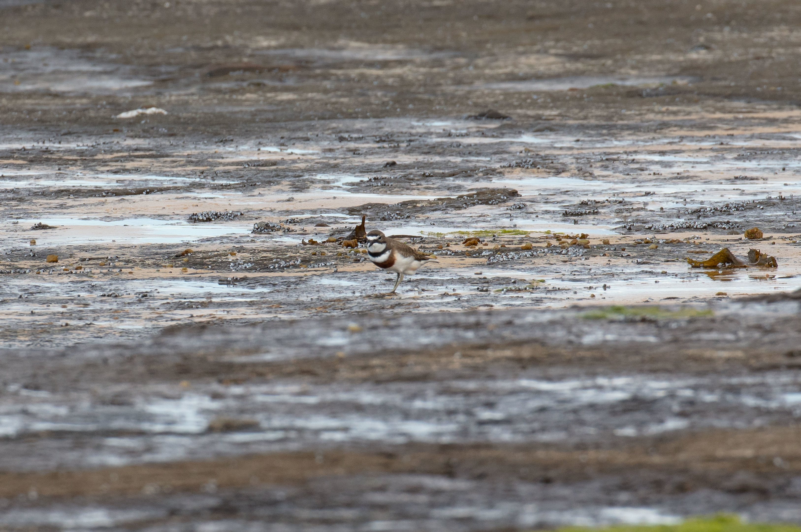 Double-banded Plover