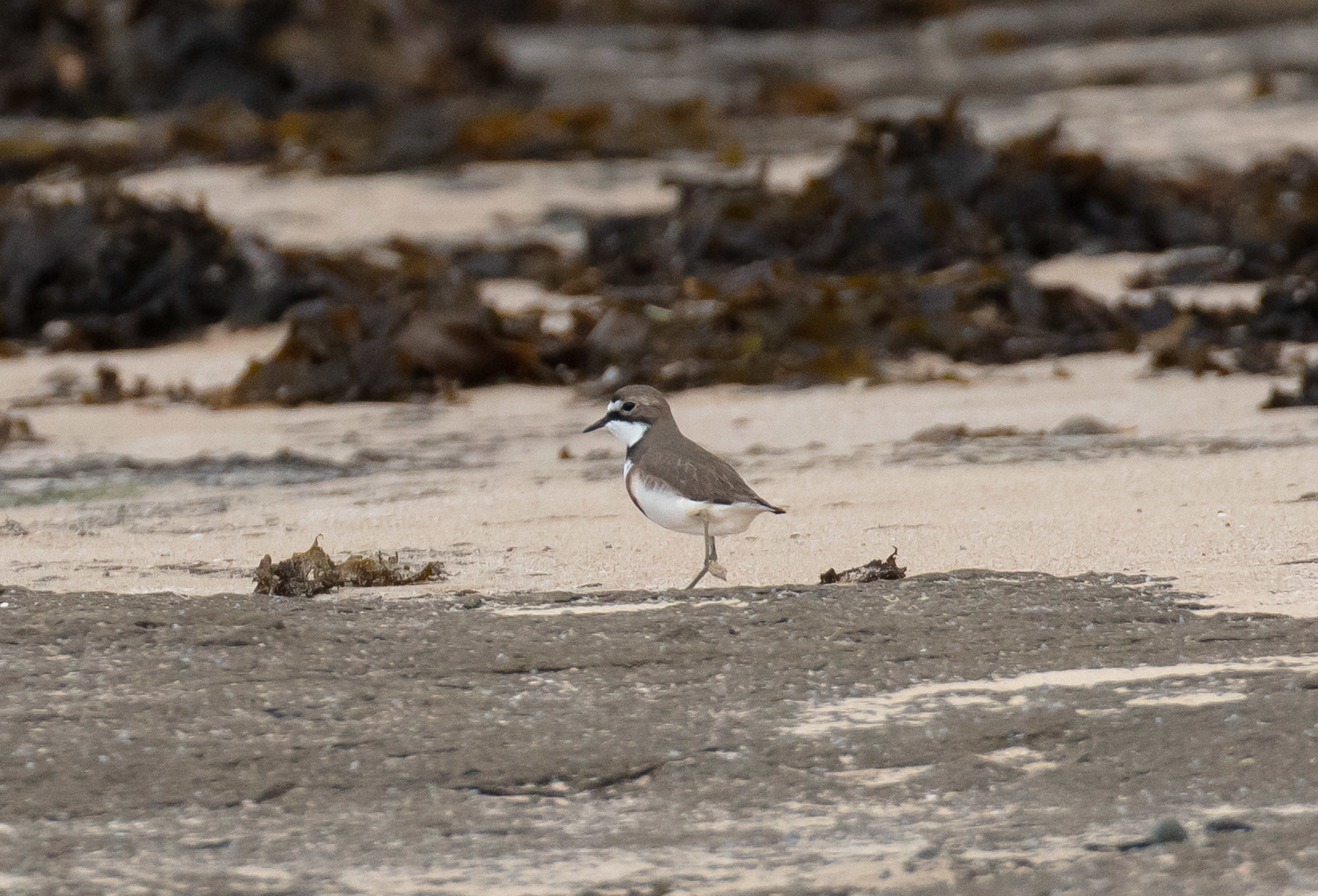 Double-banded Plover