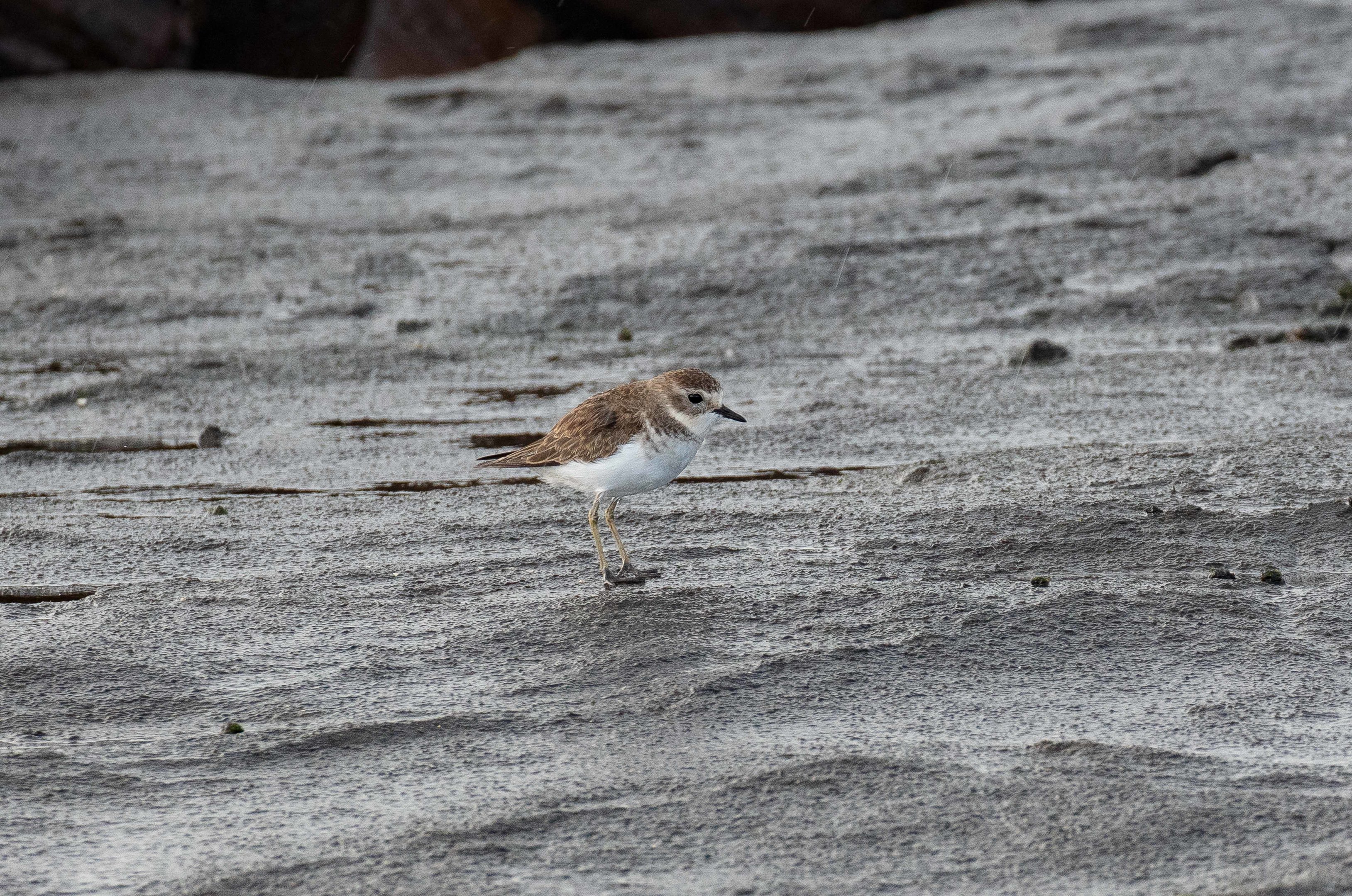 Double-banded Plover