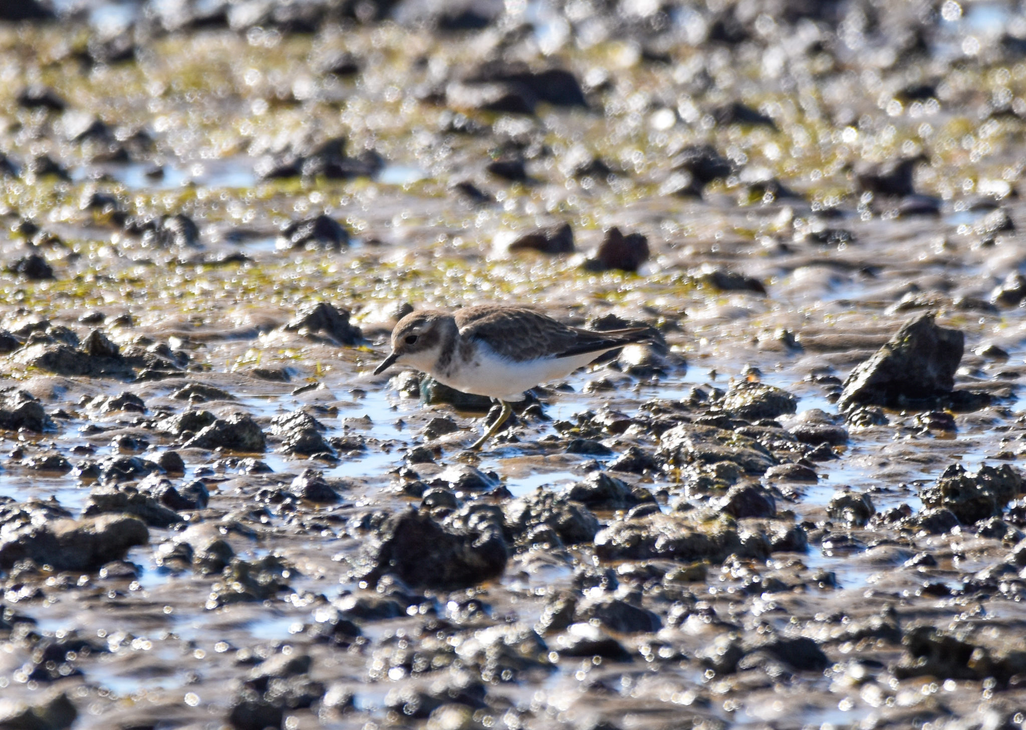 Double-banded Plover