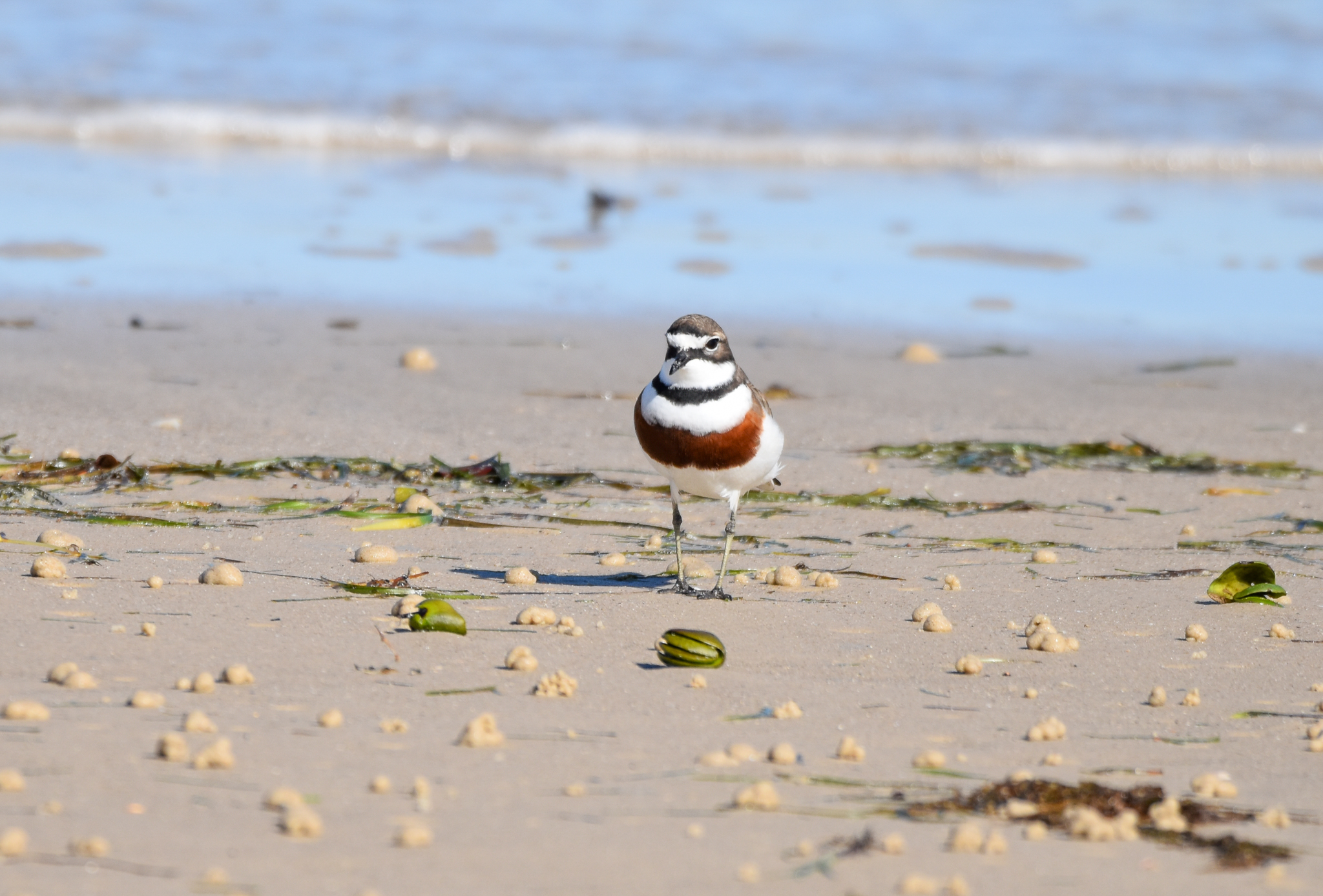 Double-banded Plover