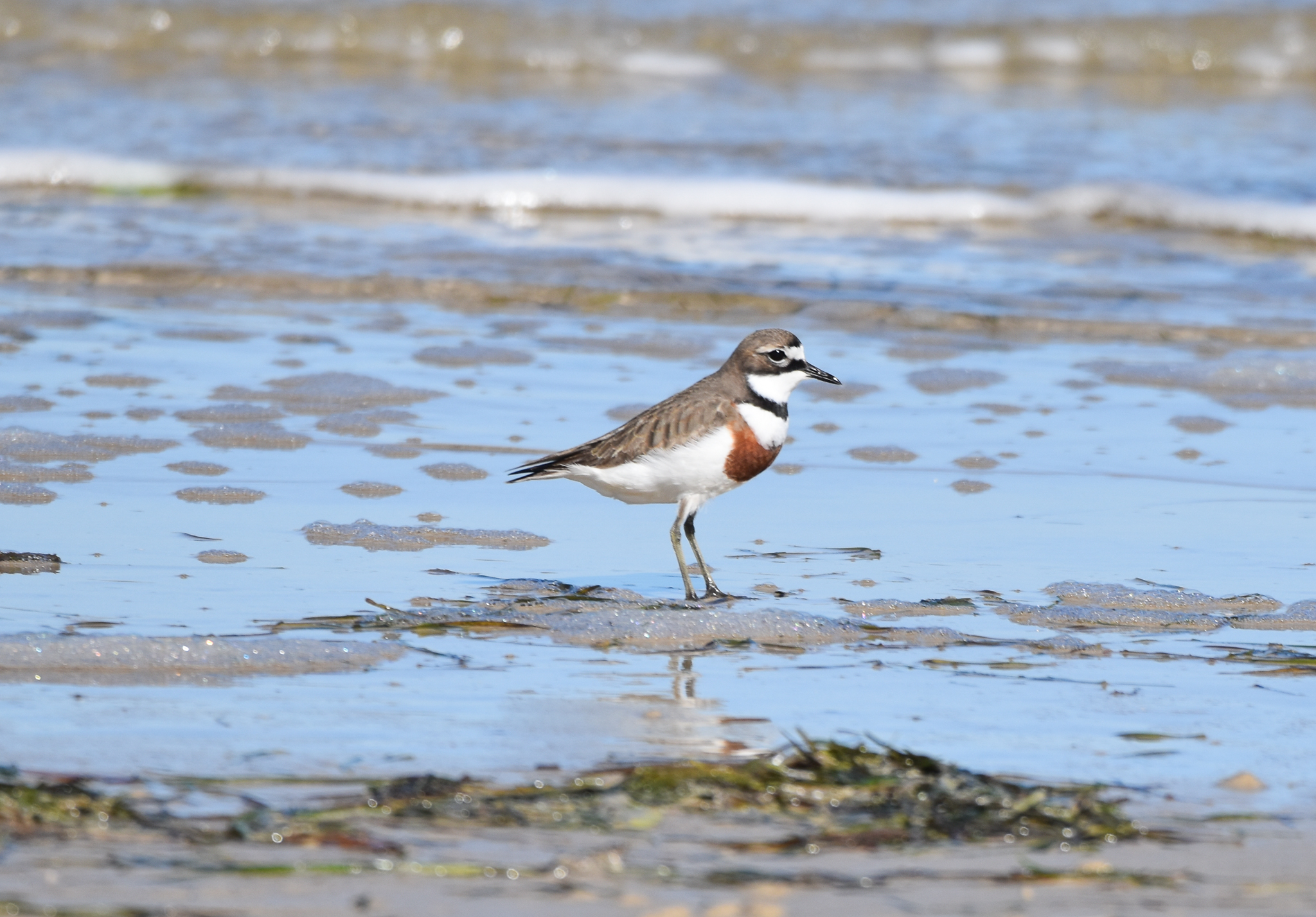 Double-banded Plover