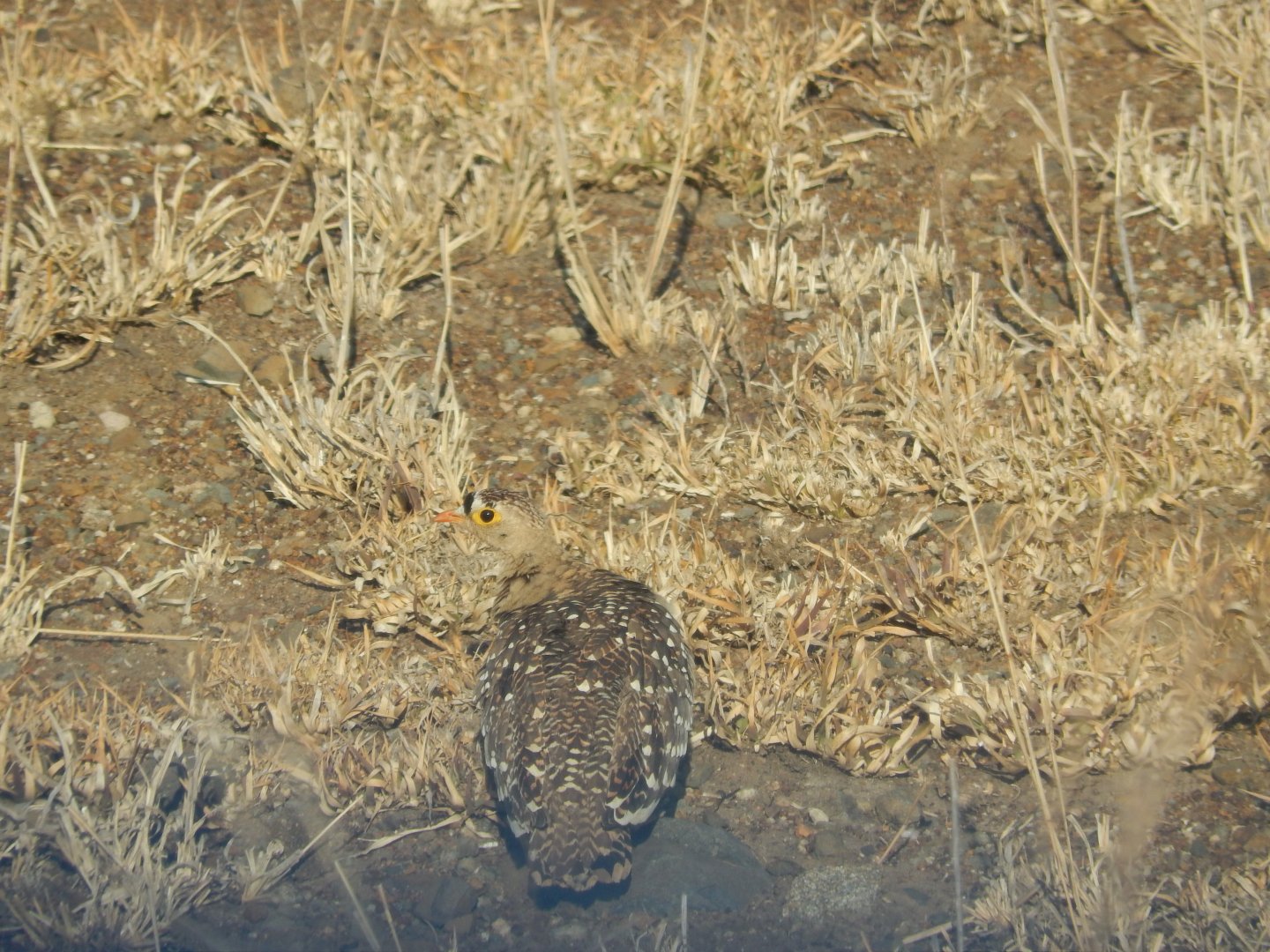 Double-banded Sandgrouse (Pterocles bicinctus)