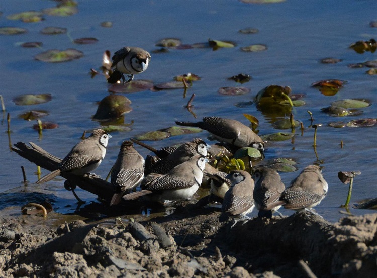 Double-bar finches.  NT