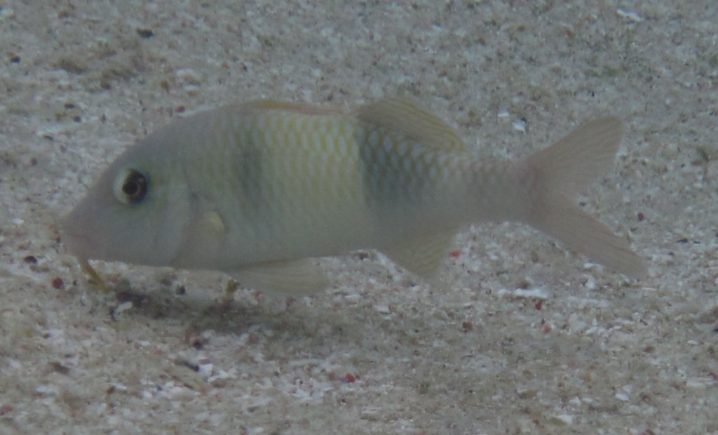 Double-bar Goatfish