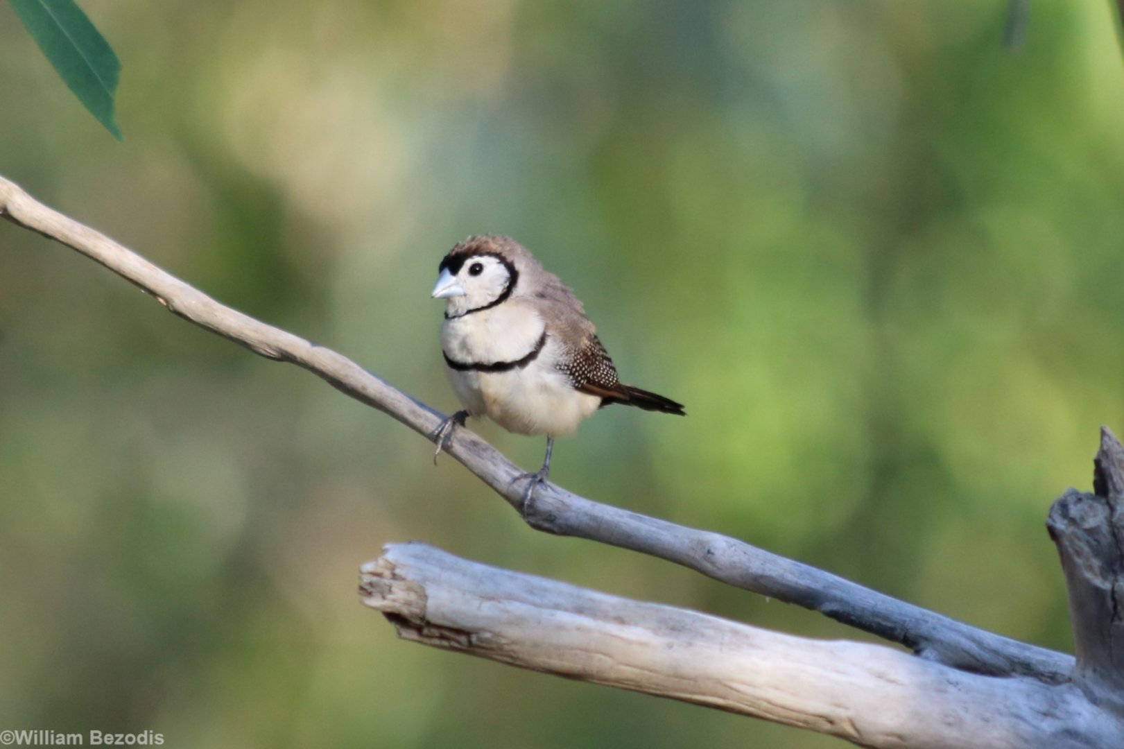 Double-barred Finch - Fergusson River