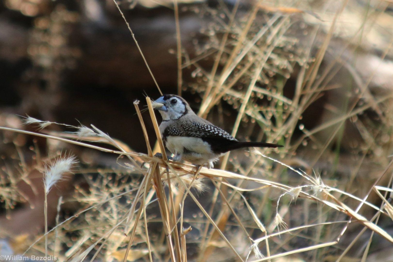 Double-barred Finch - Kakadu