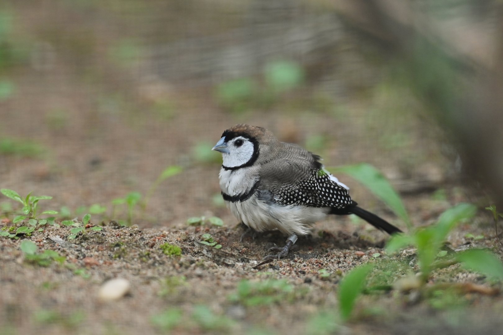 Double-barred Finch Stizoptera bichenoii