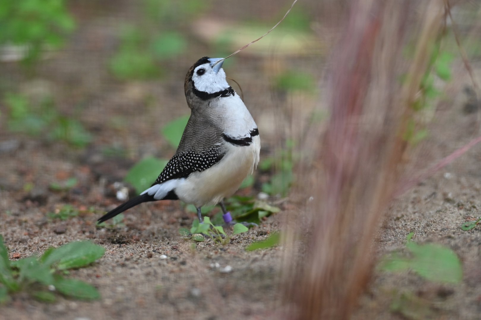 Double-barred Finch Stizoptera bichenoii