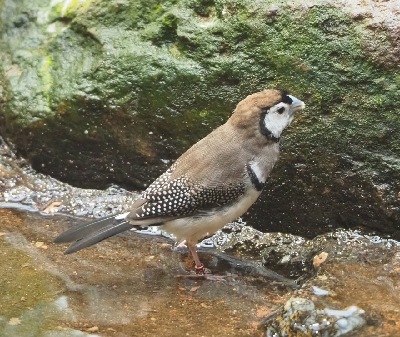 Double-barred finch (Stizoptera bichenovii), 2022-05-26