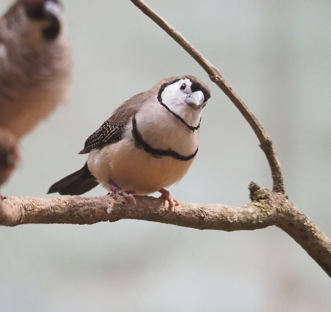 Double-barred finch (Stizoptera bichenovii), 2023-07-02