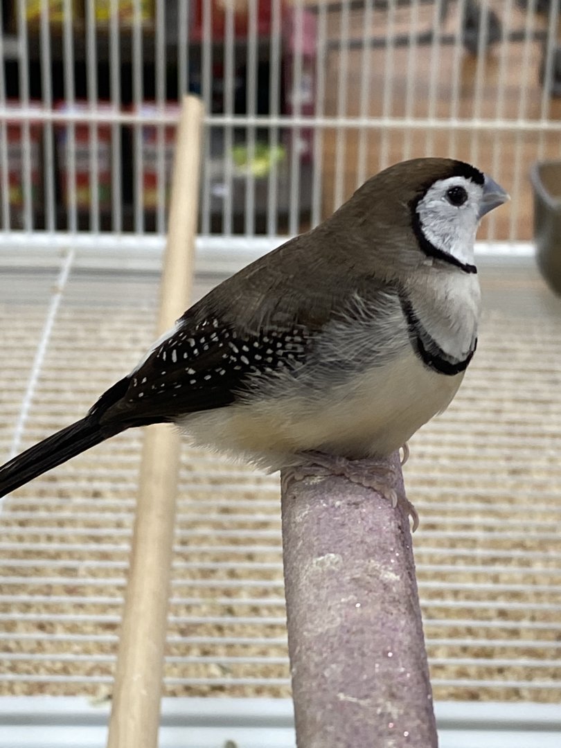 Double-barred Finch (Stizoptera bichenovii)