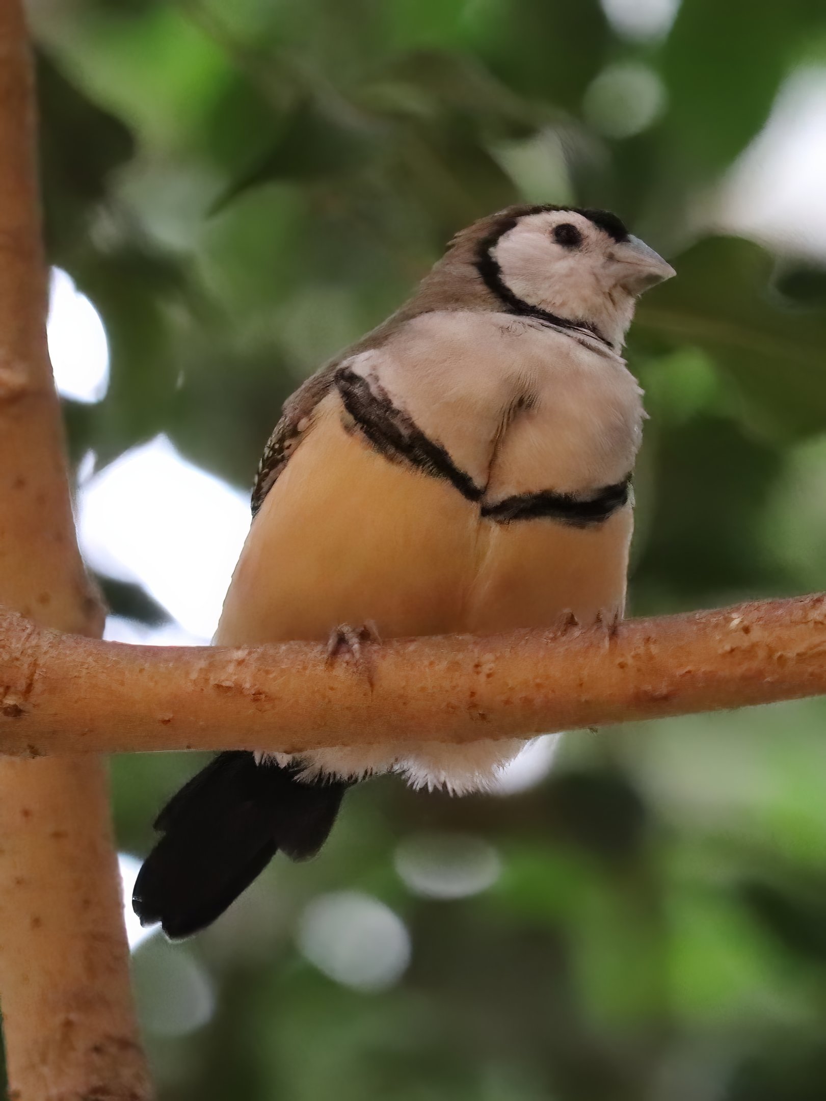 Double-barred finch (Stizoptera bichenovii)