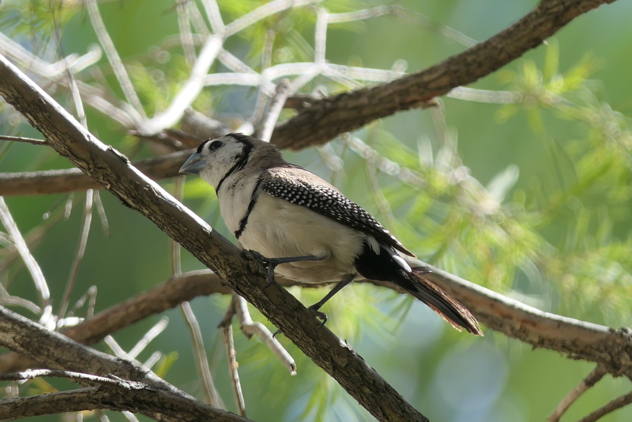Double-barred Finch (Stizoptera bichenovii)