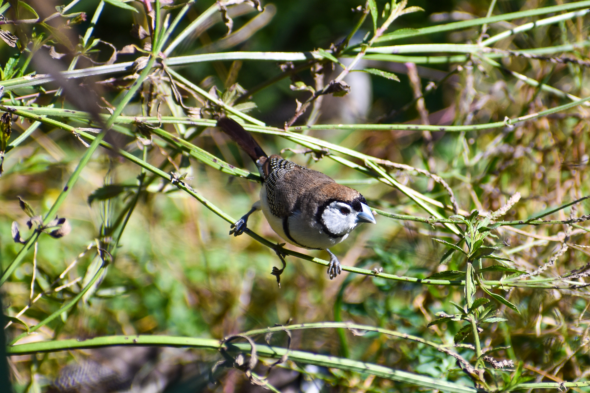 Double-barred Finch (Taeniopygia bichenovii)