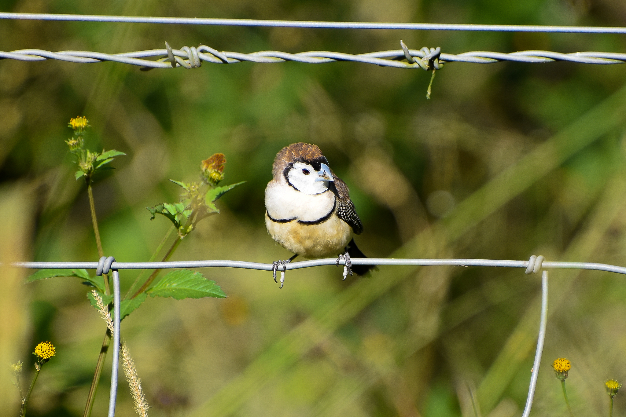 Double-barred Finch (Taeniopygia bichenovii)