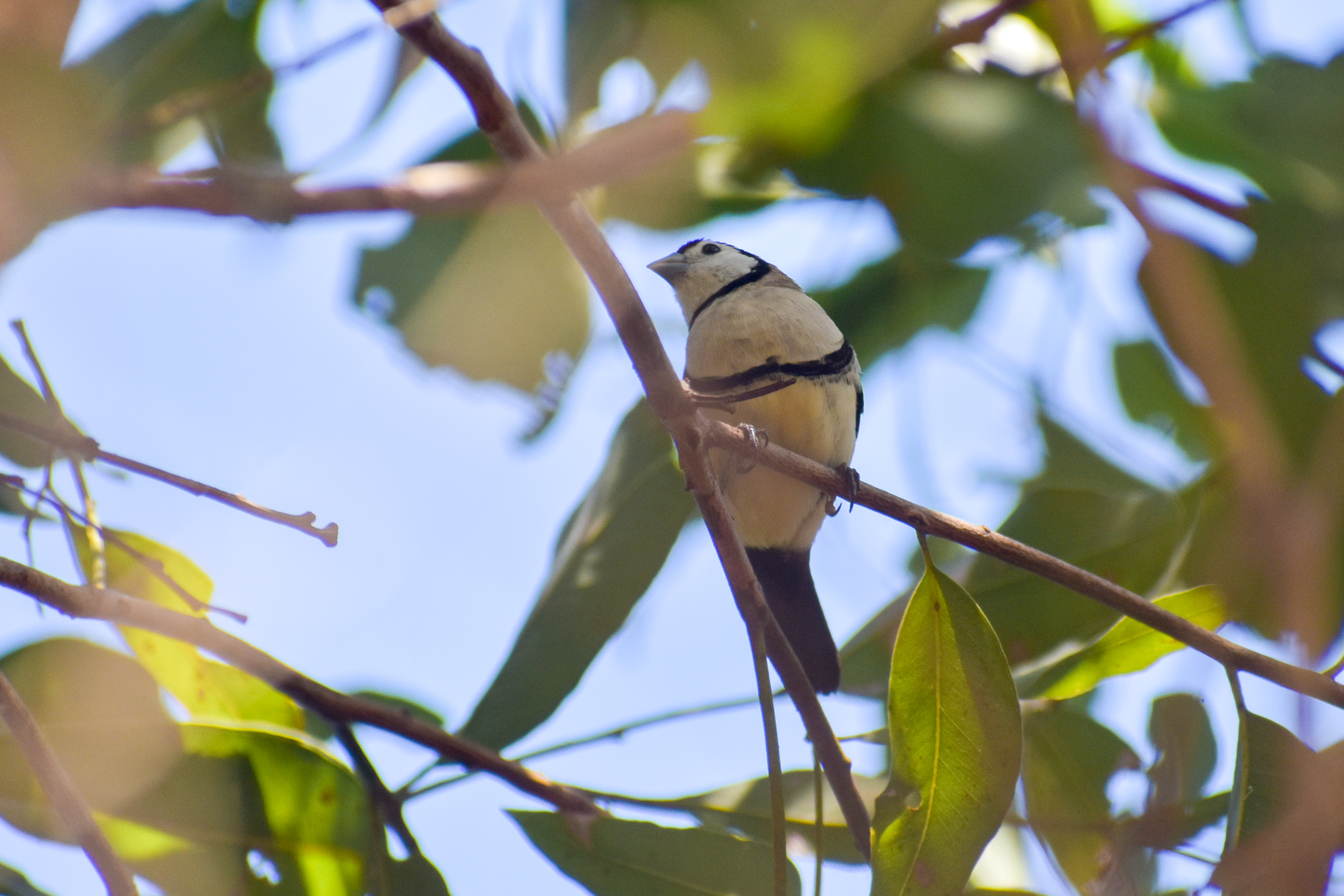 Double-barred Finch (Taeniopygia bichenovii)