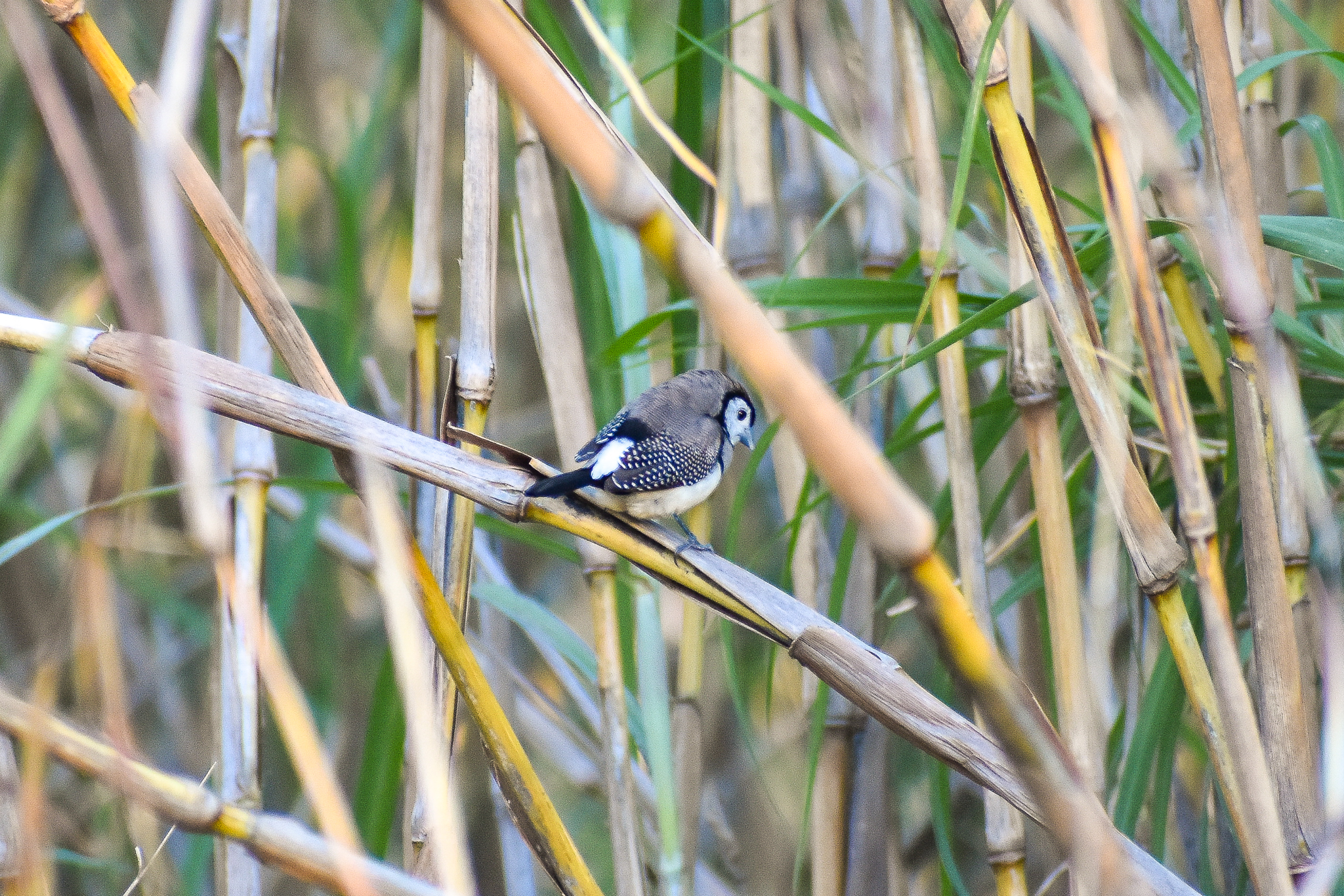 Double-barred Finch (Taeniopygia bichenovii)