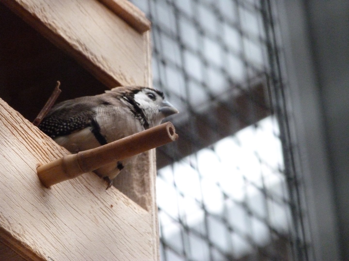 Double-barred finch -Zoologischer Garten Berlin (2024)