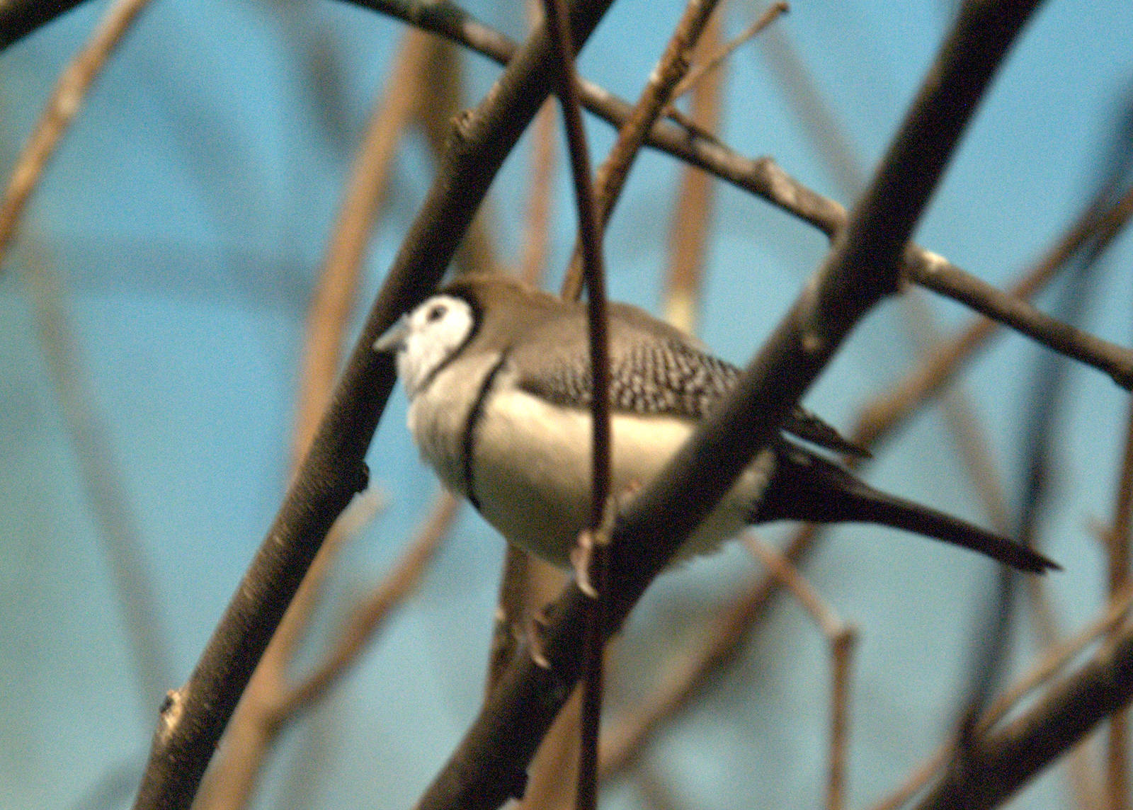 Double-barred finch