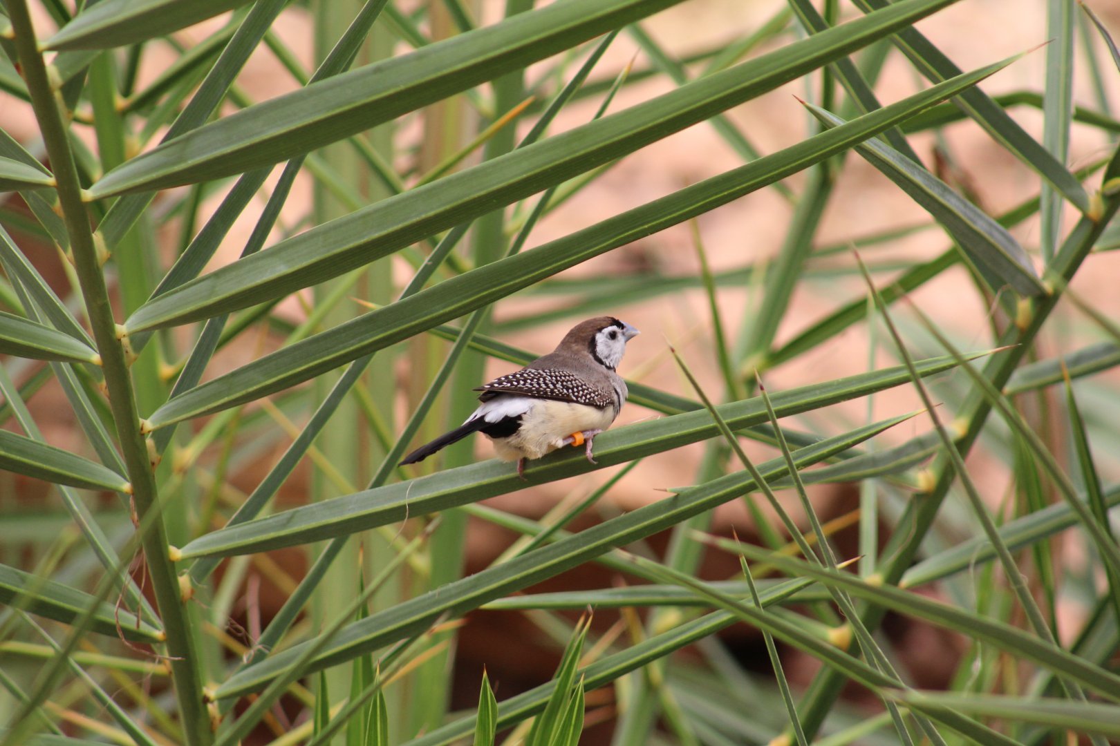 Double-Barred Finch