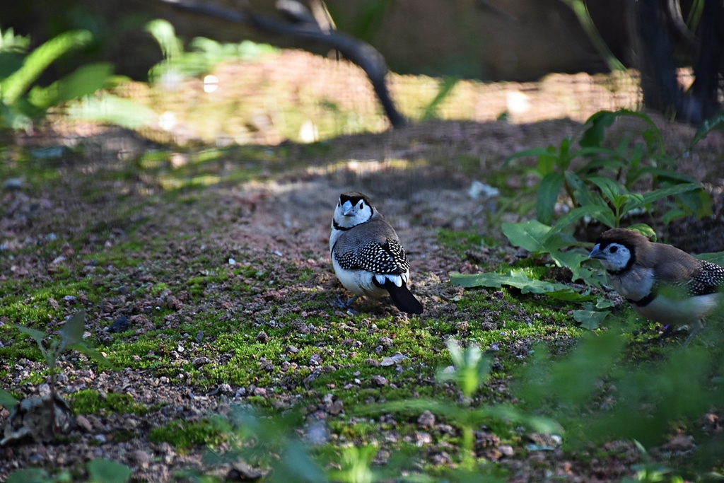 Double-barred finch