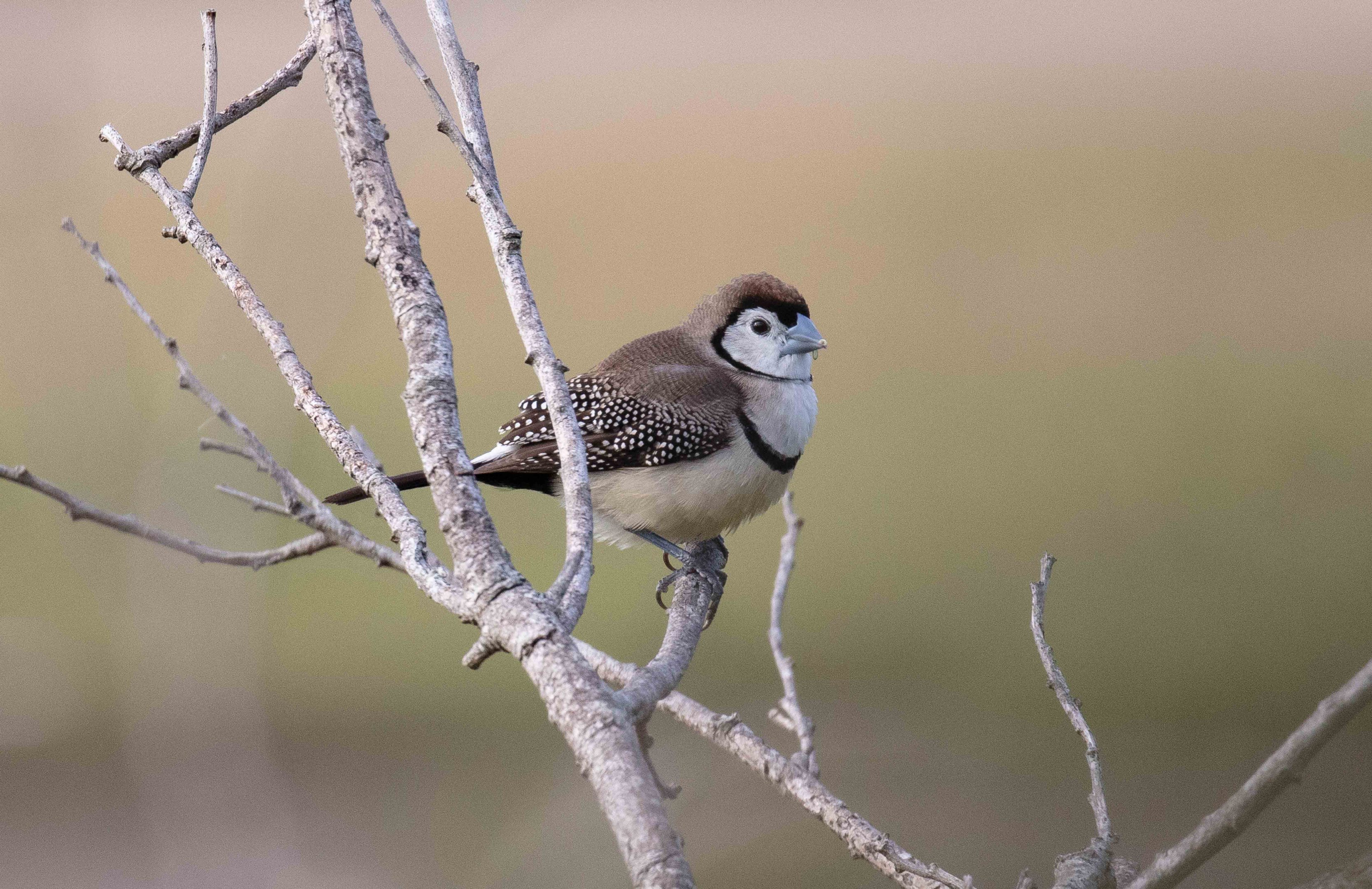 Double-barred Finch