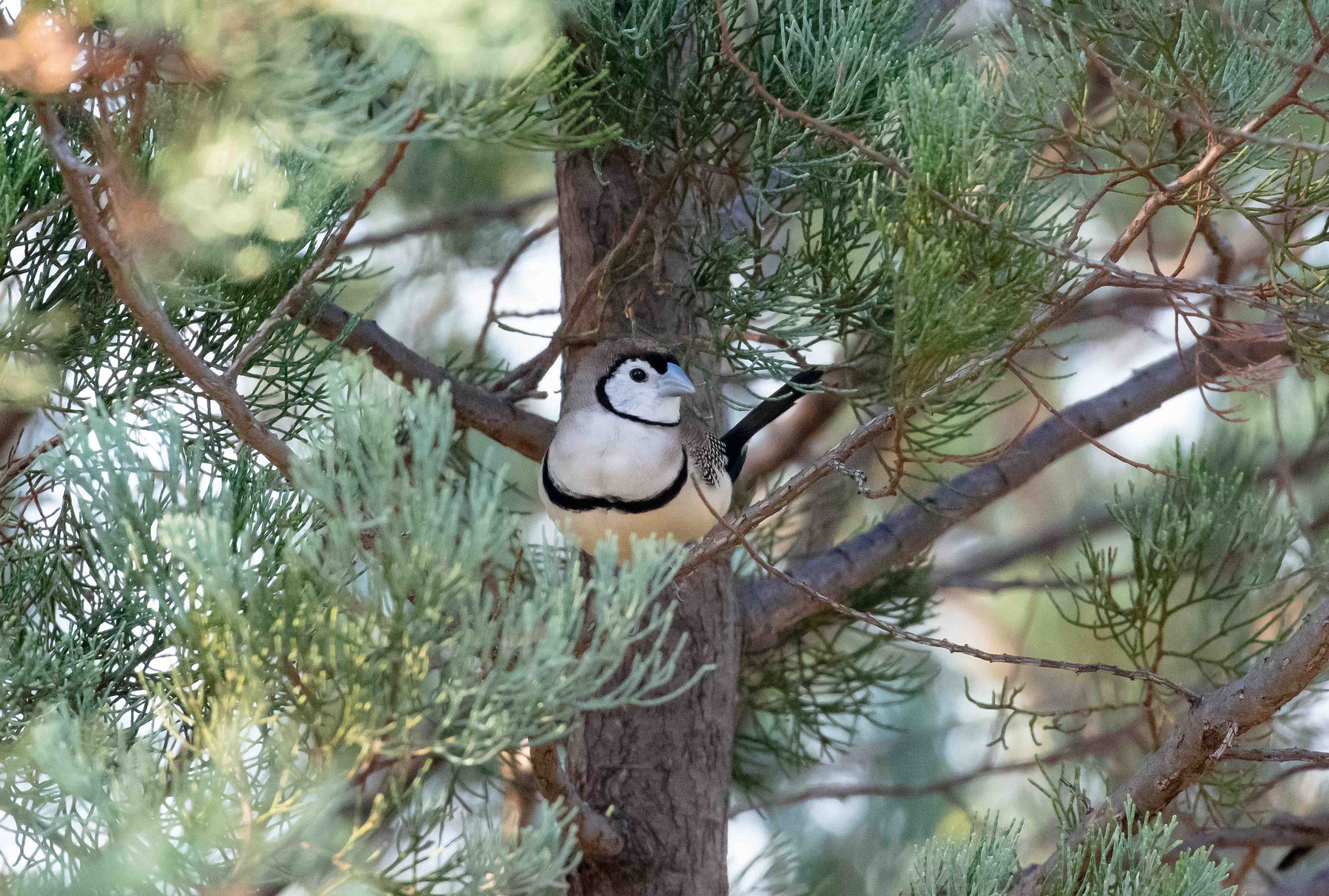 Double-barred Finch