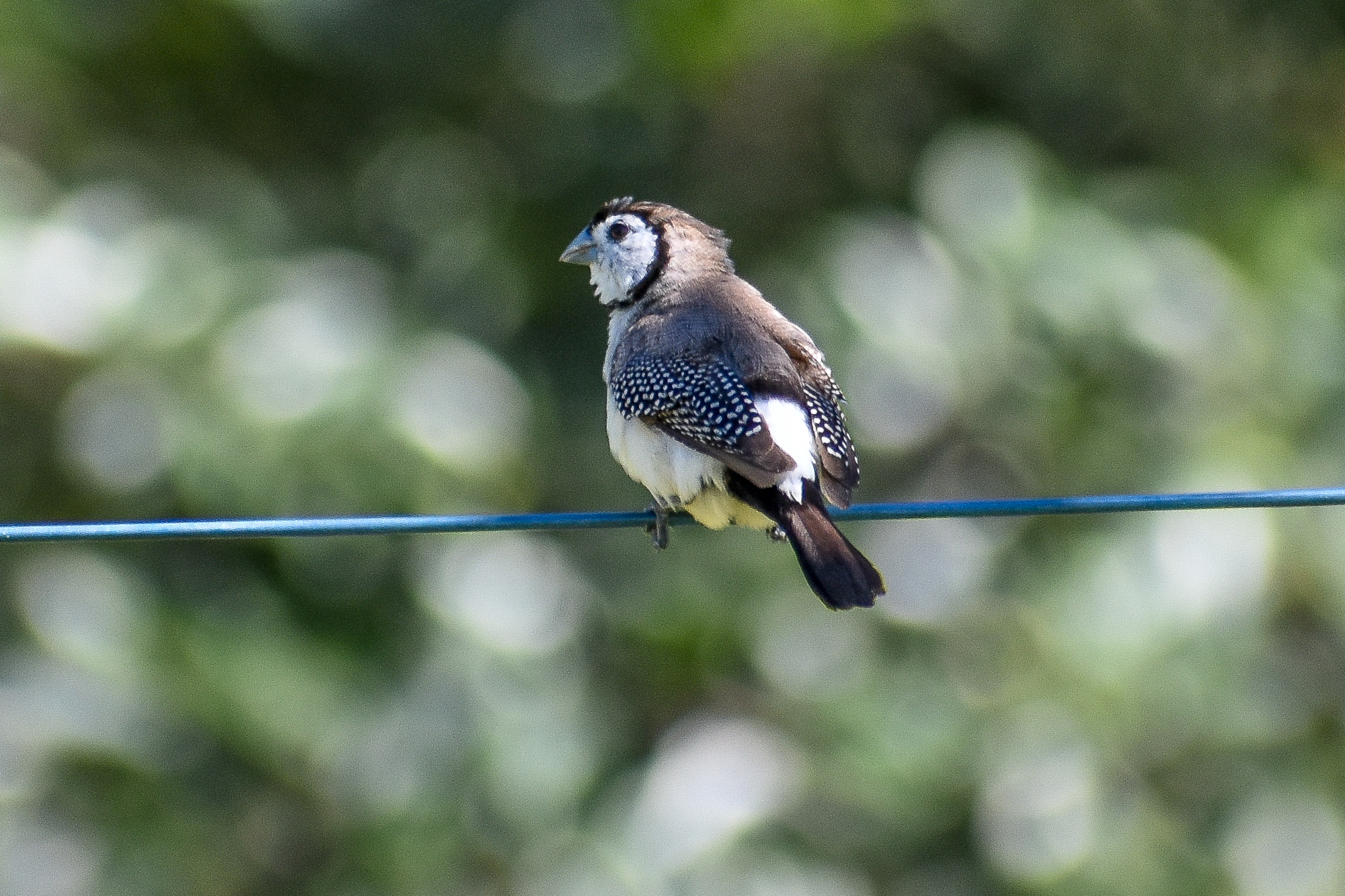 Double-barred Finch