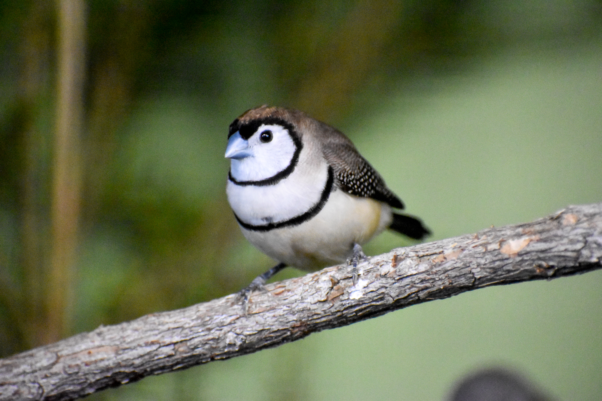 Double-barred Finch