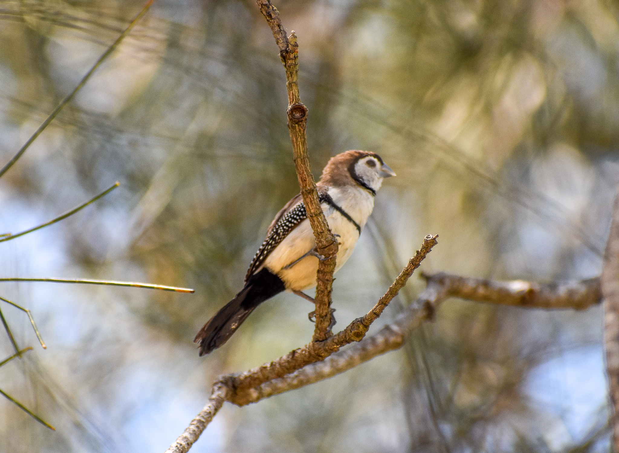 Double-barred Finch