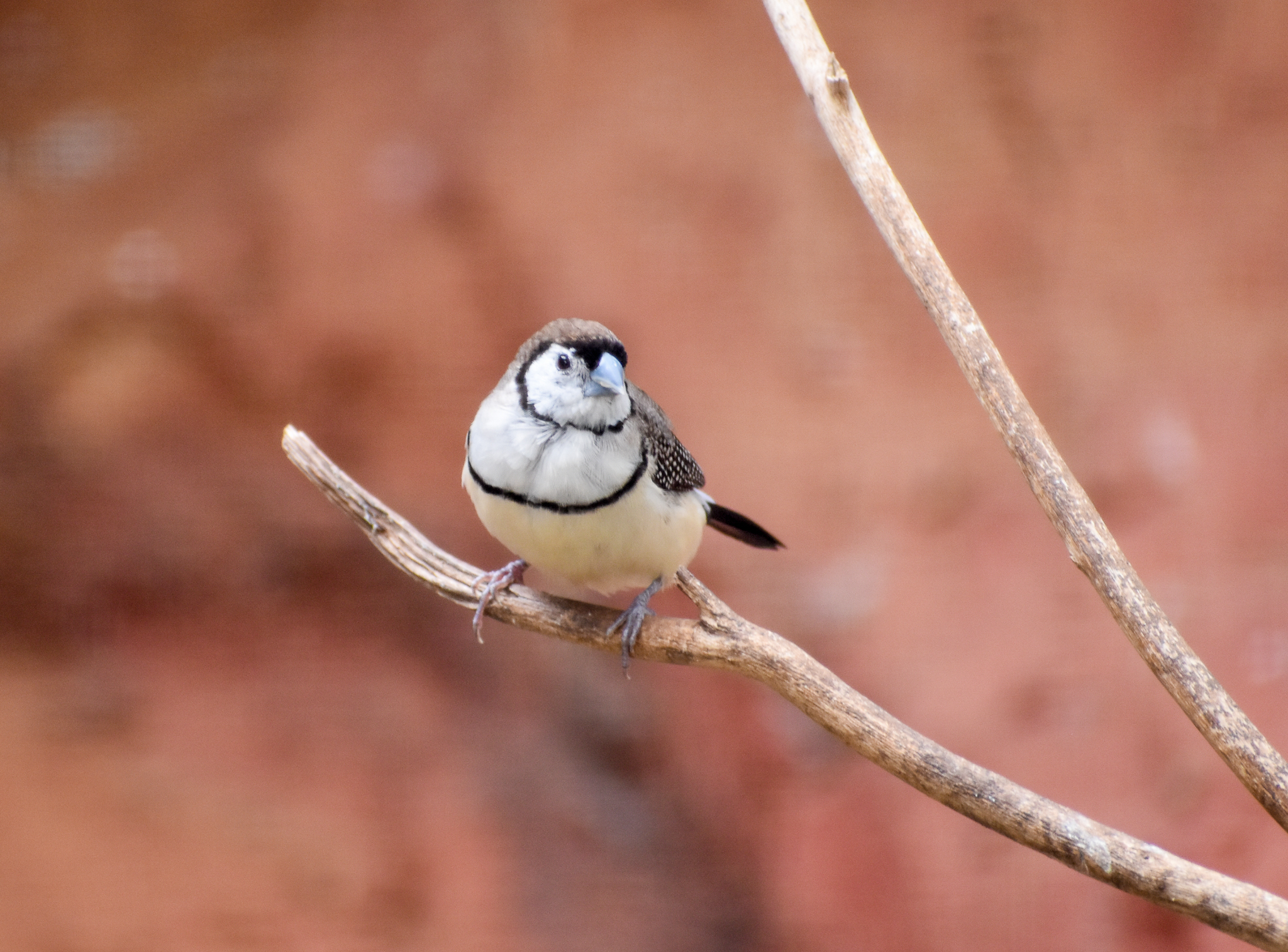 Double-barred Finch