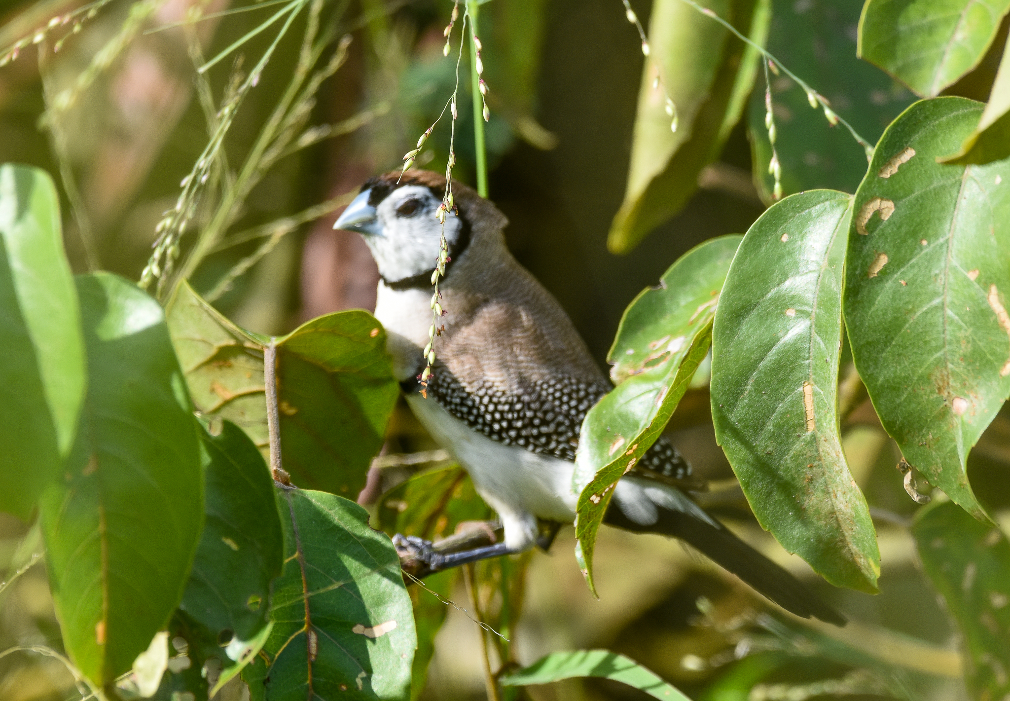 Double-barred Finch