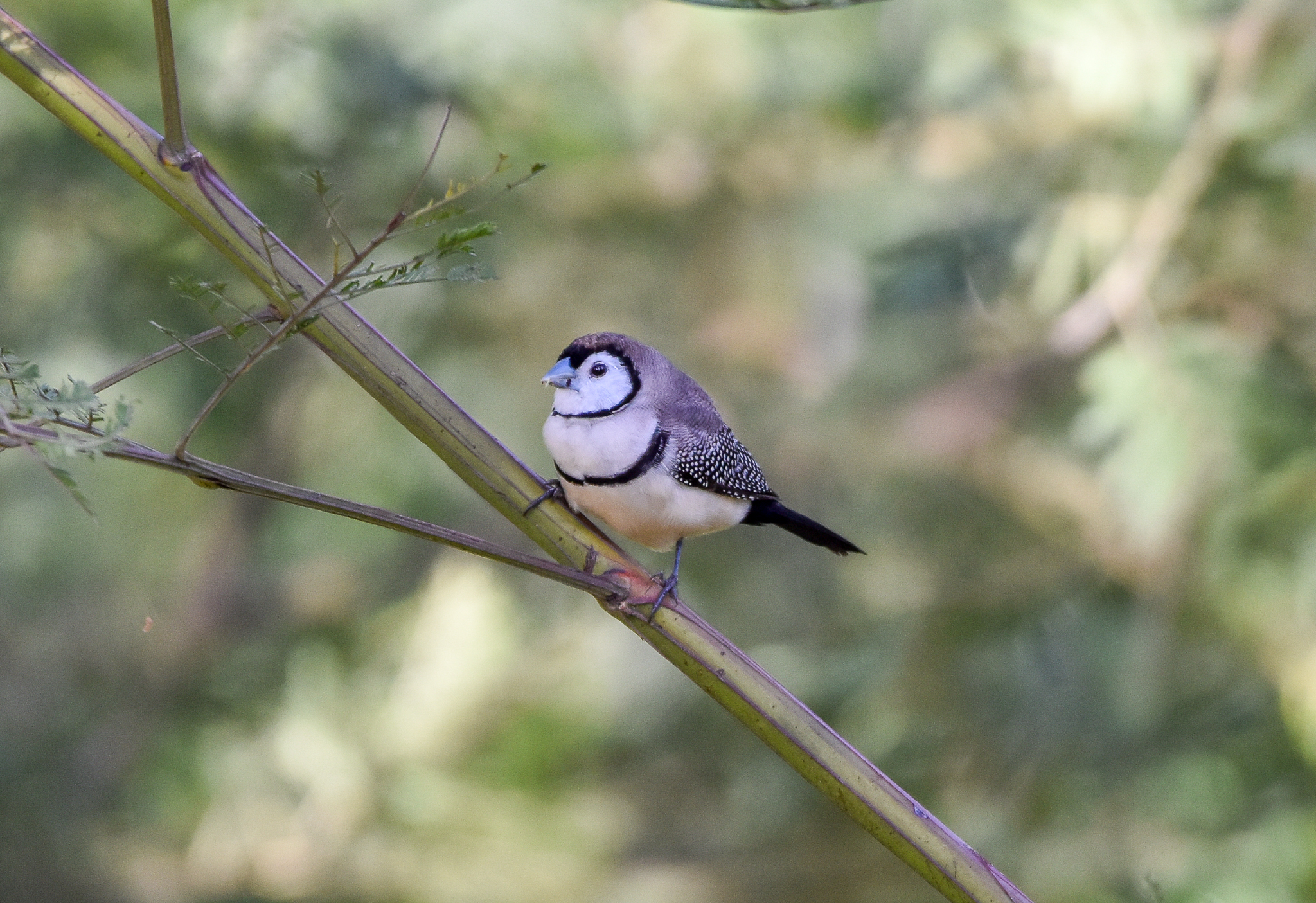 Double-barred Finch