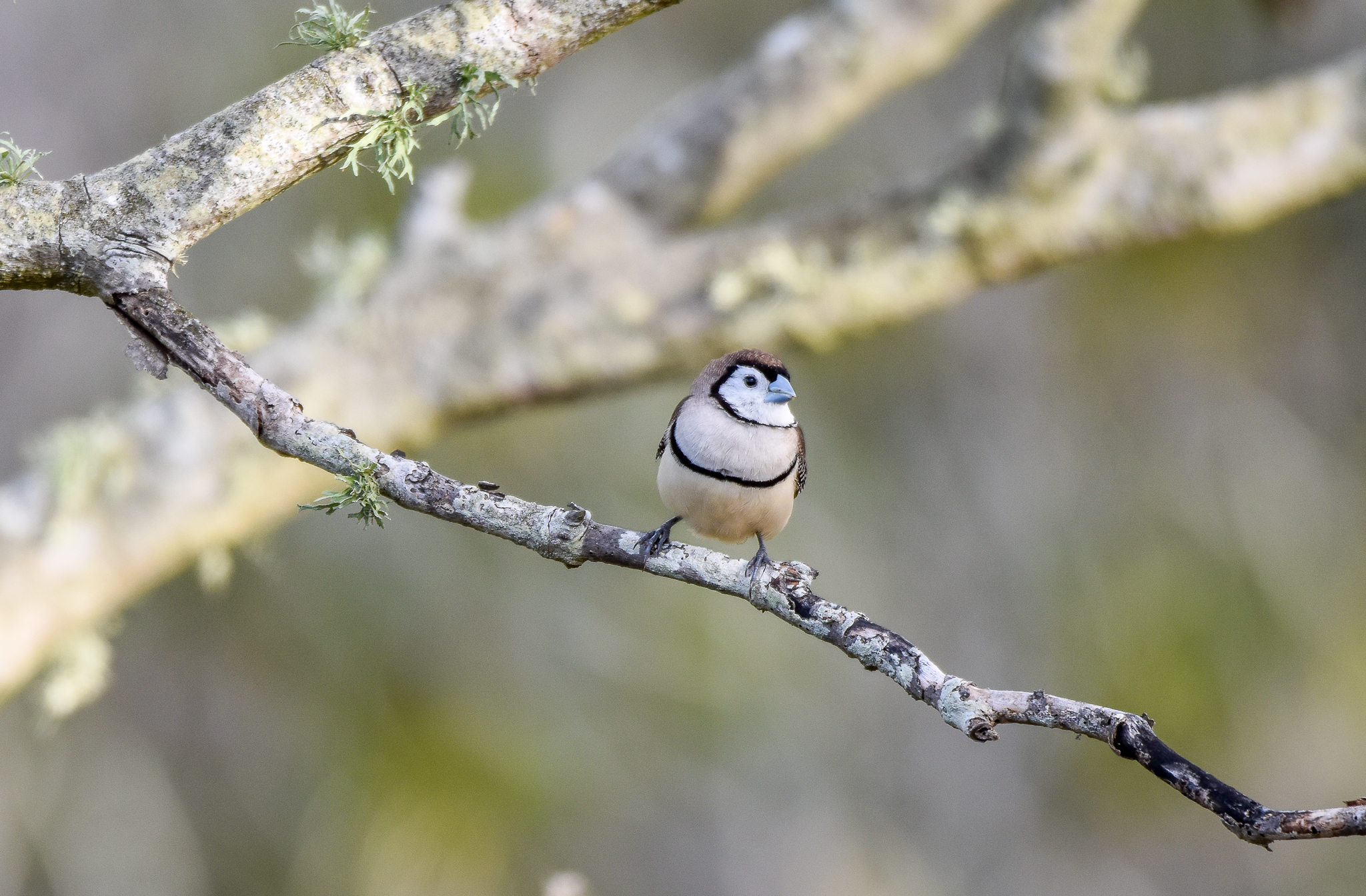 Double-barred Finch