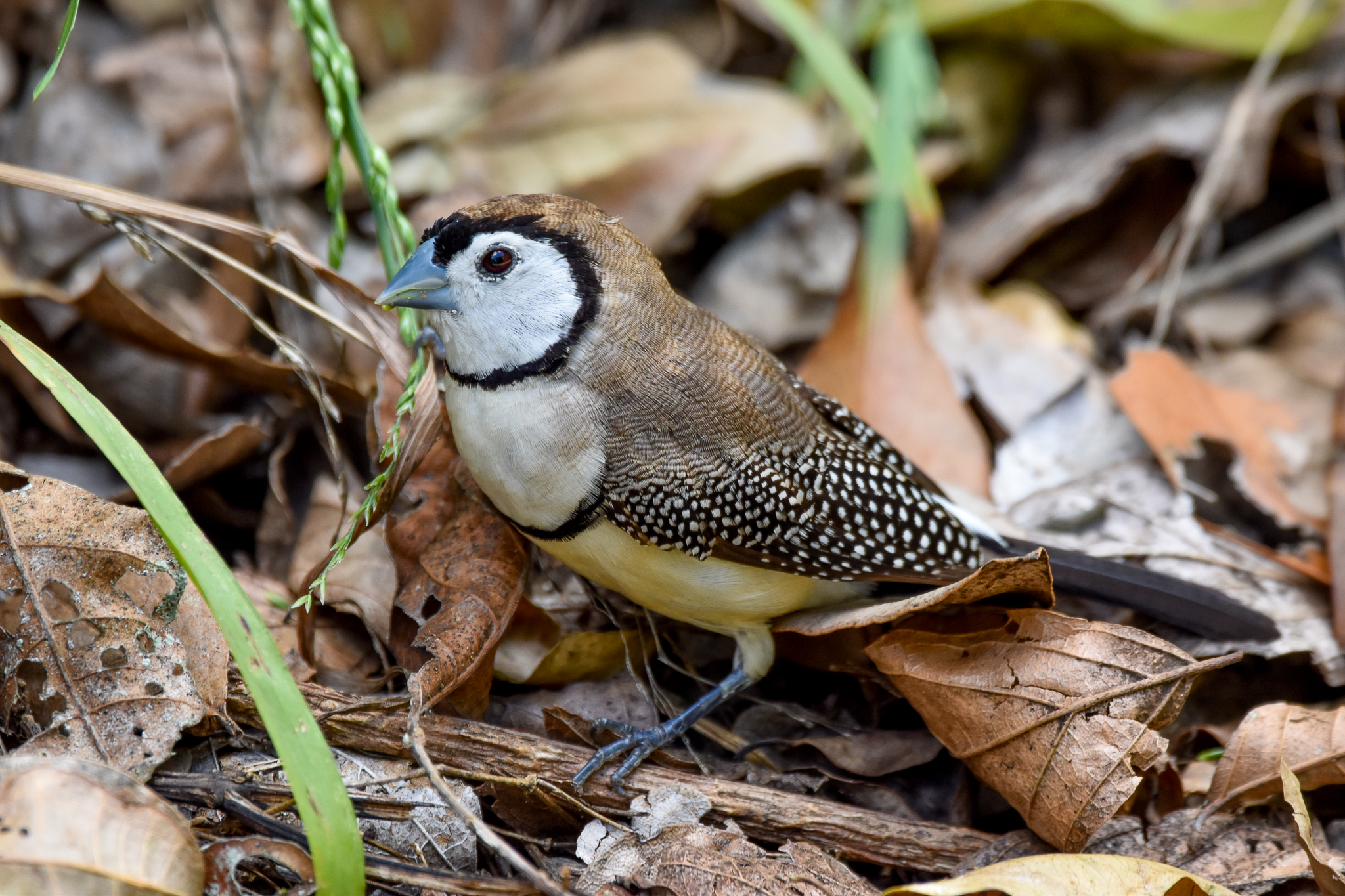 Double-barred Finch