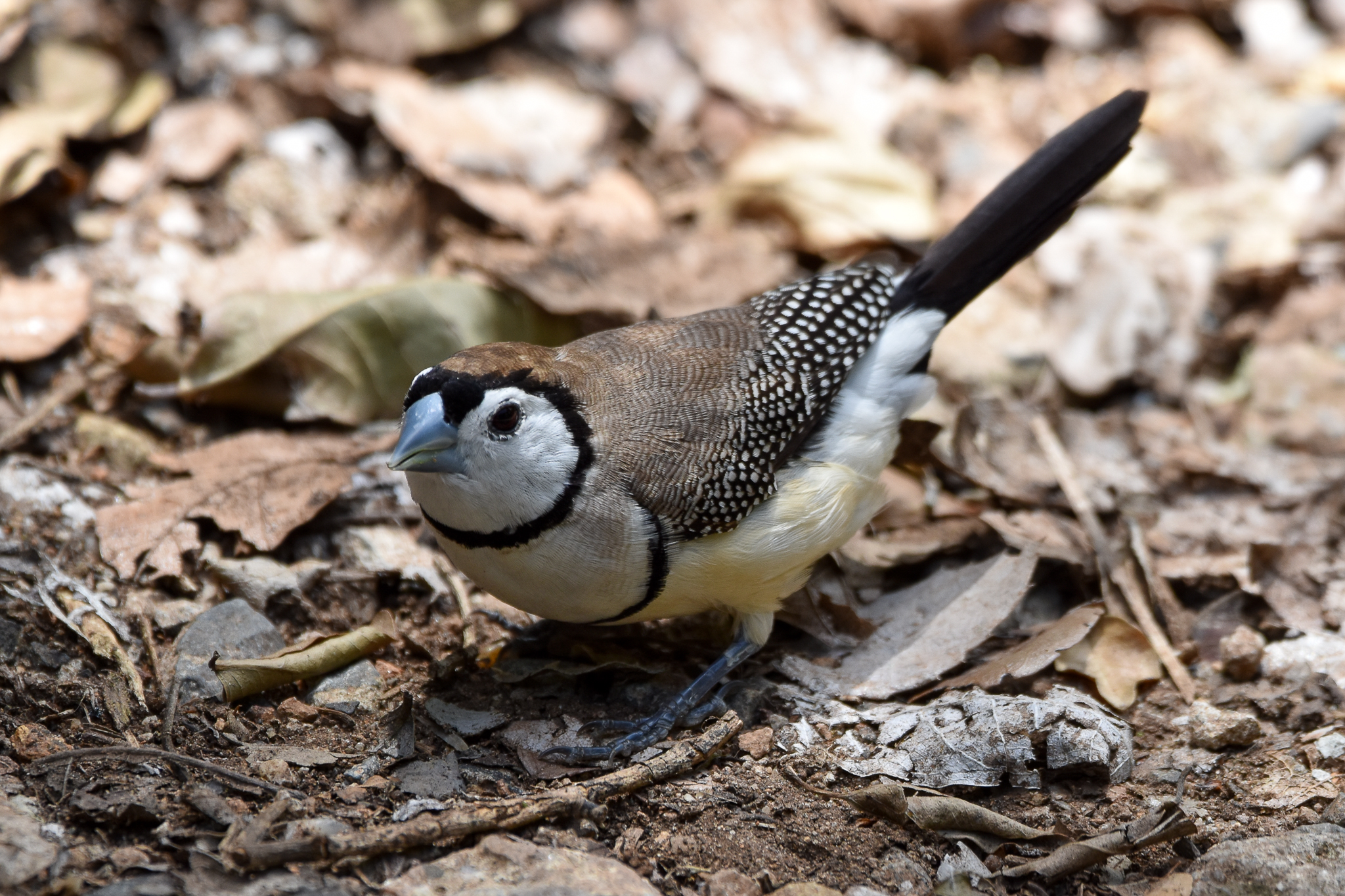 Double-barred Finch