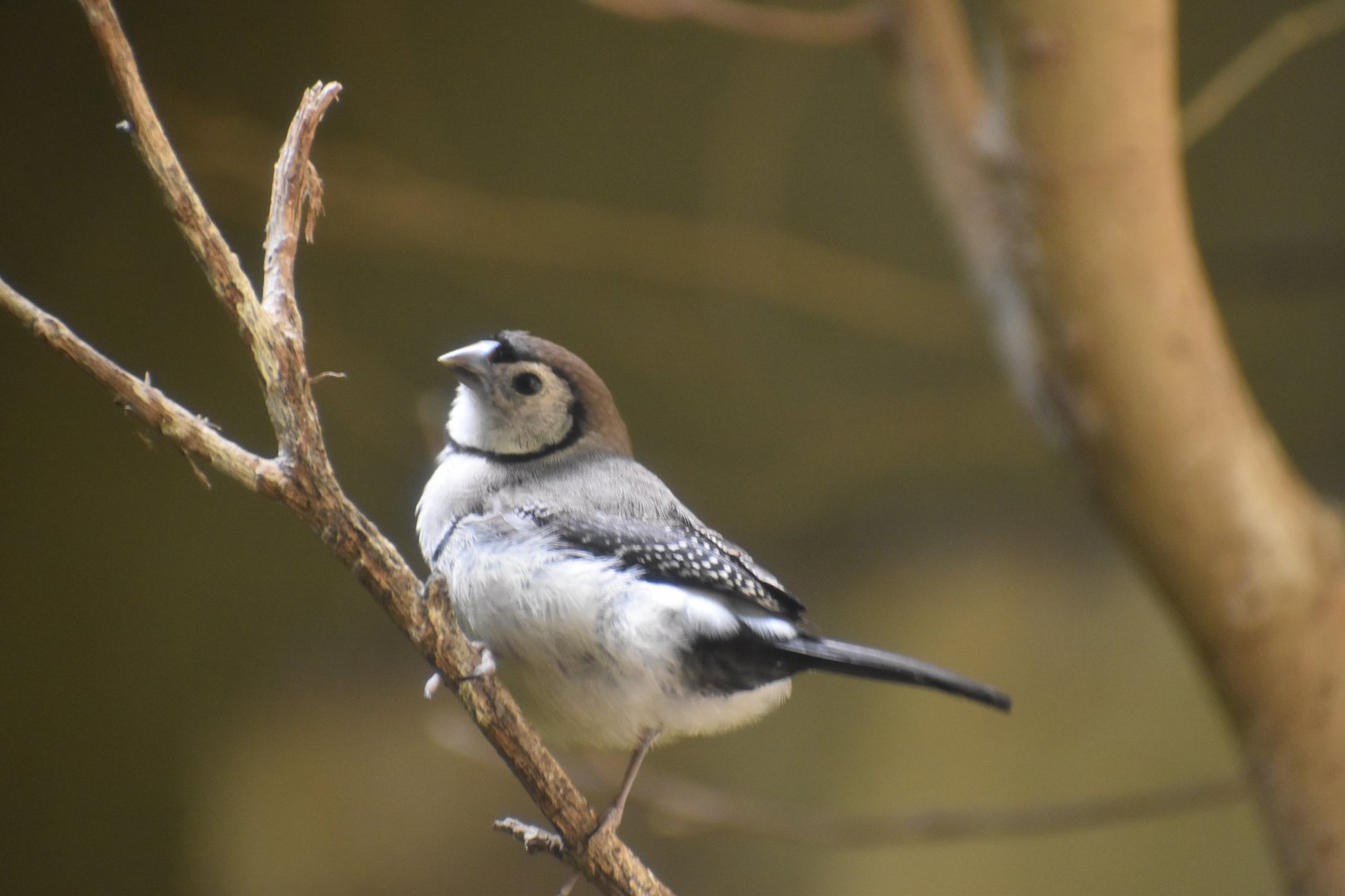 Double Barred Finch