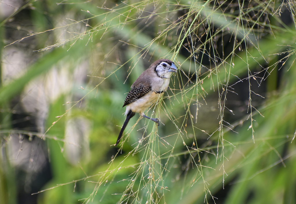 Double-barred Finch