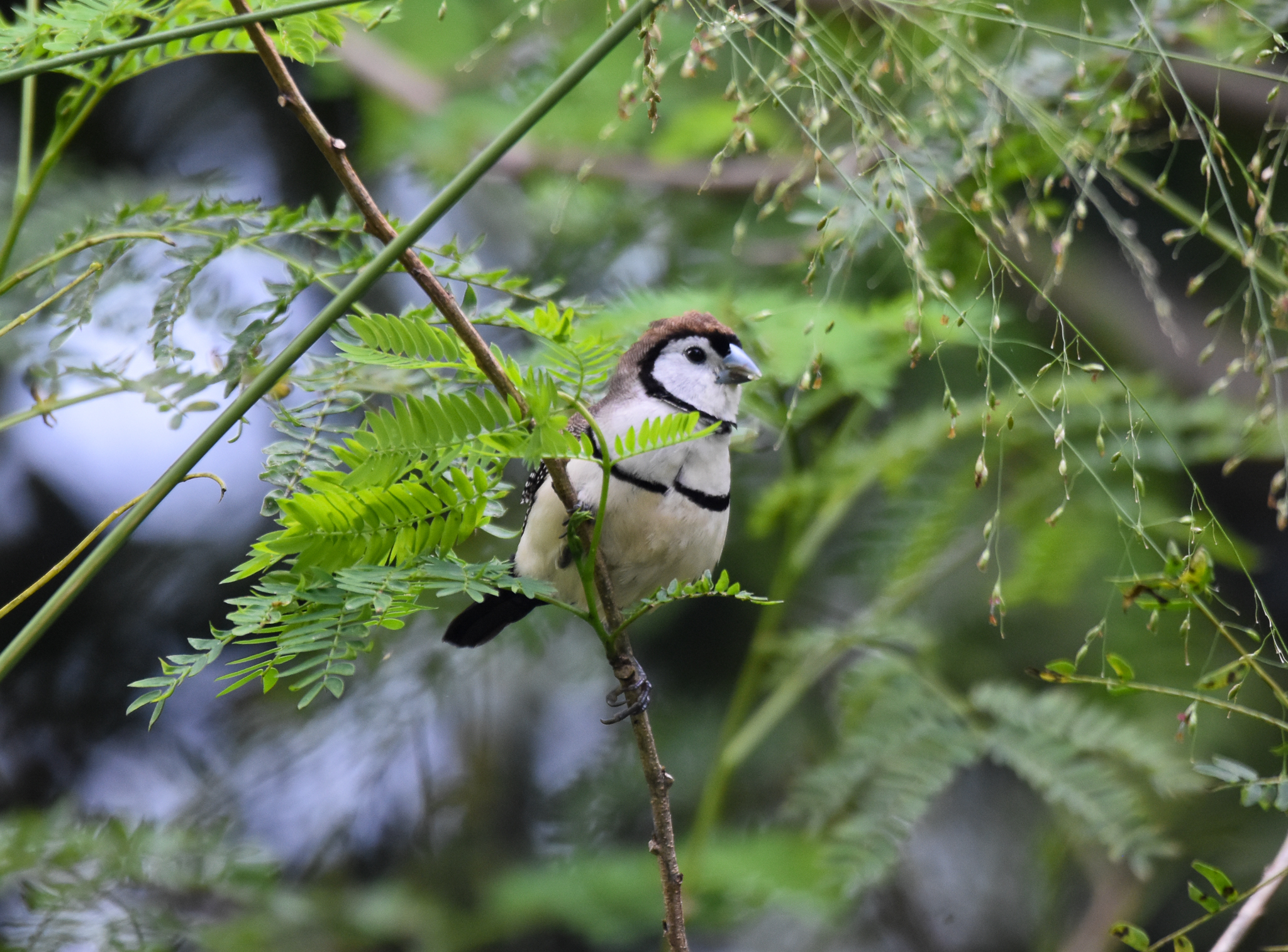 Double-barred Finch