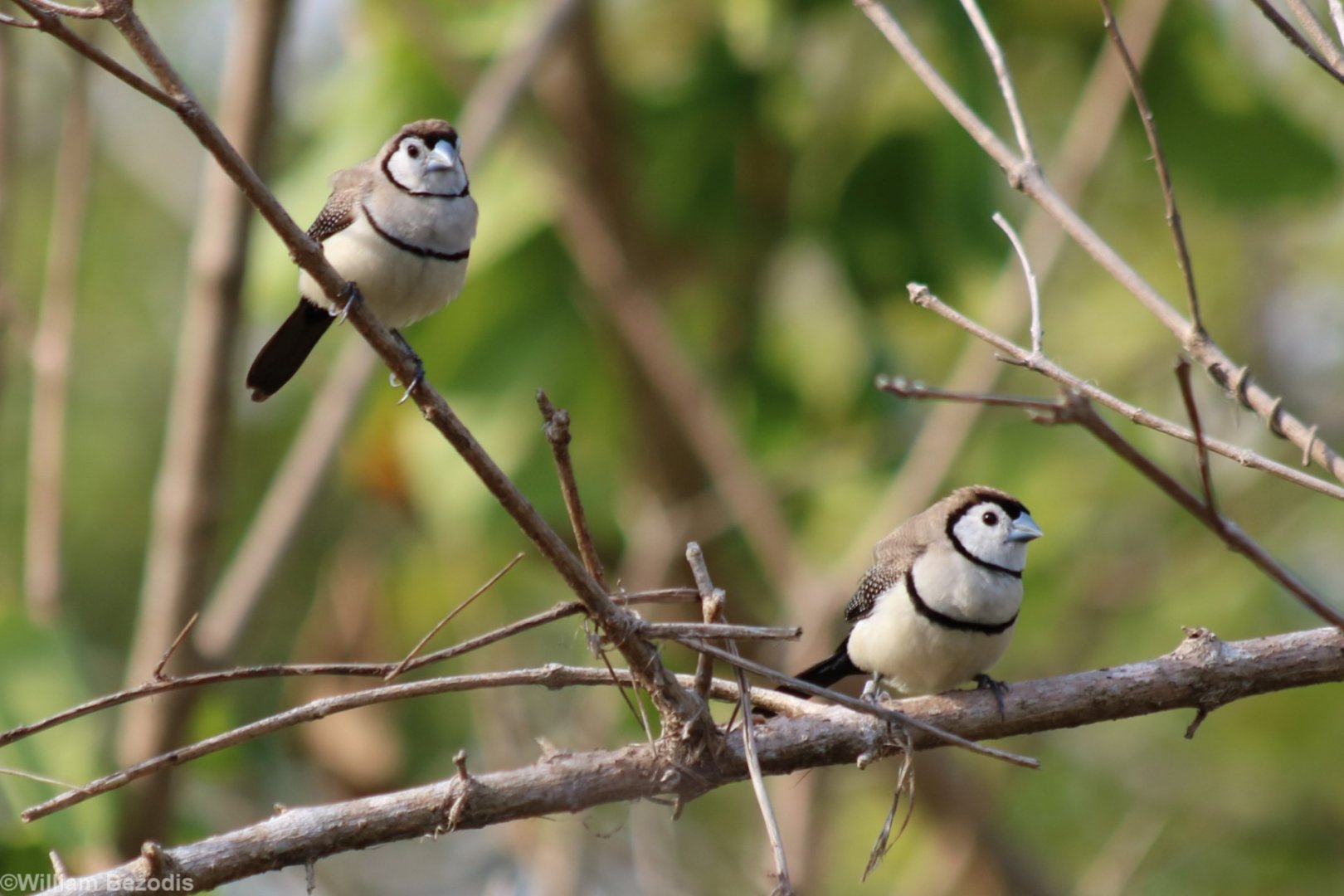 Double-barred Finches at East Point, Darwin