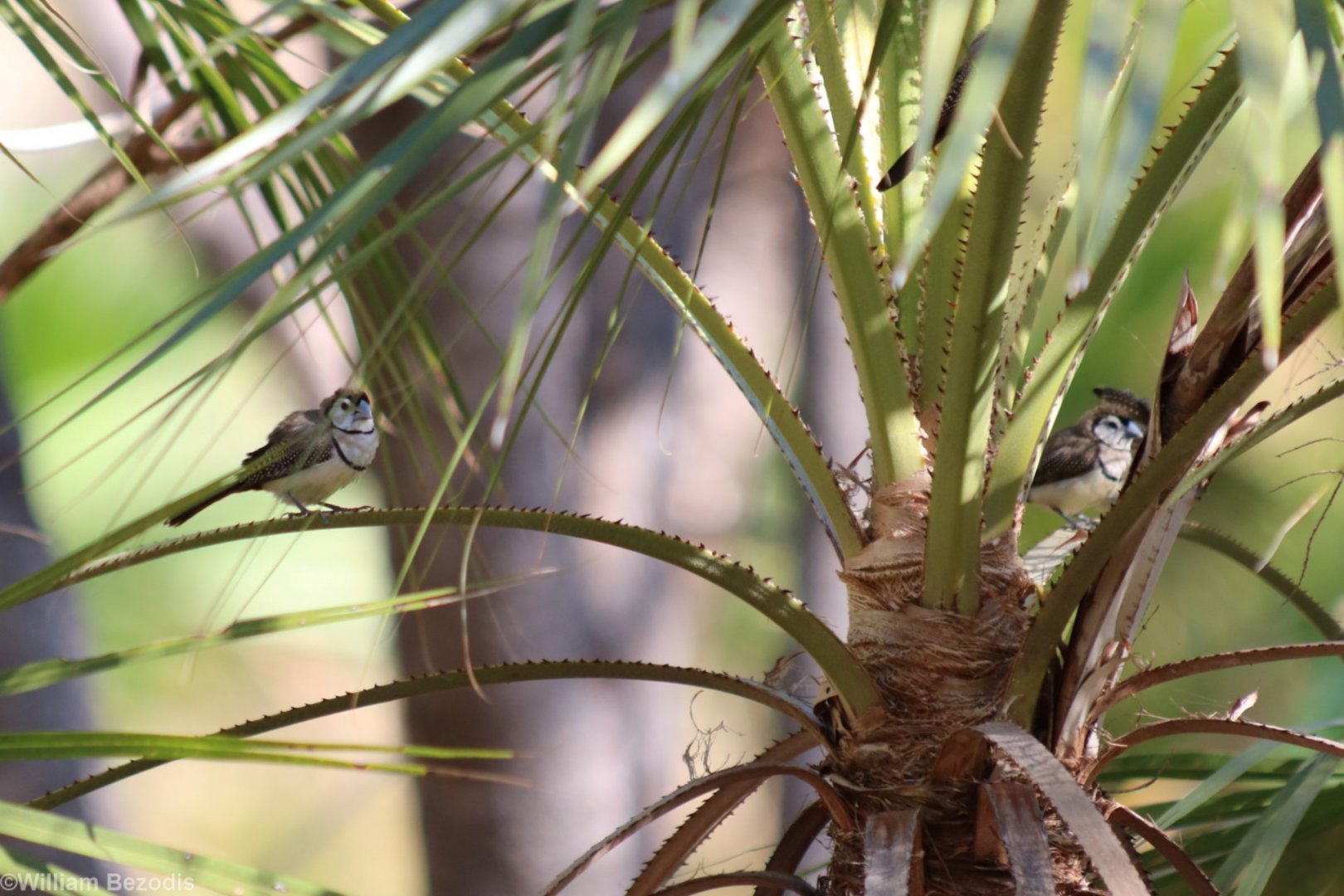 Double-barred Finches - Kakadu